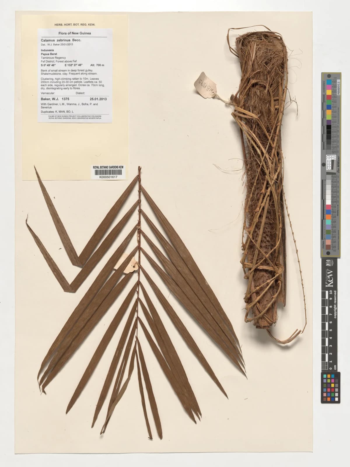 Botanical specimen of Calamus Zebrinus.