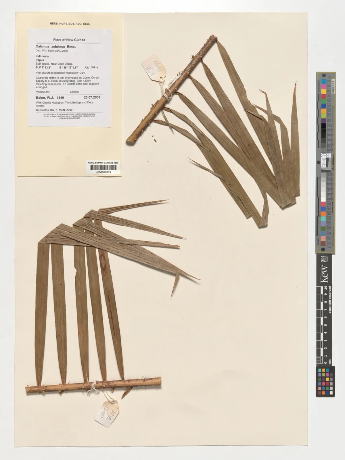 Botanical specimen of Calamus Zebrinus.