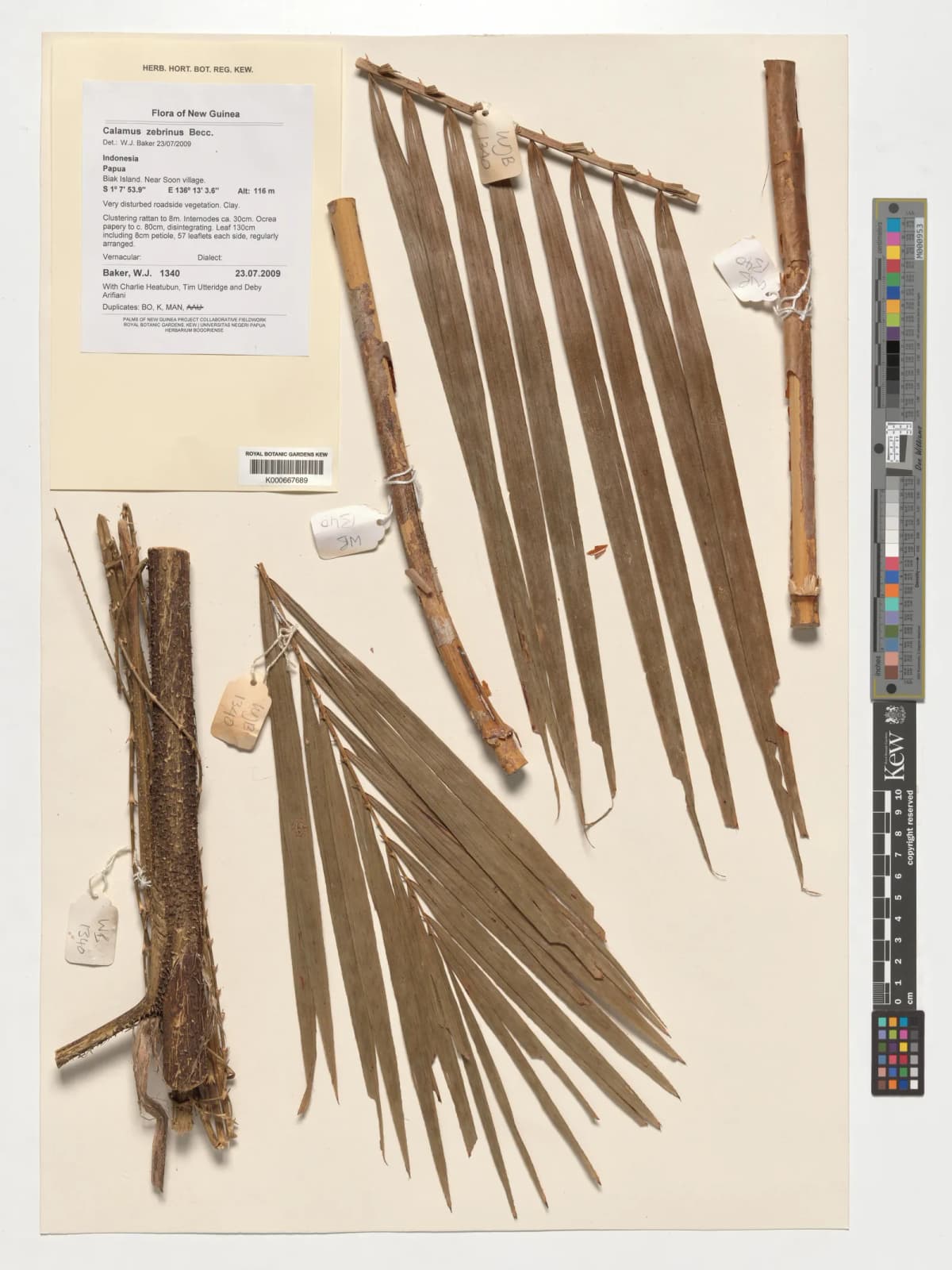 Botanical specimen of Calamus Zebrinus.