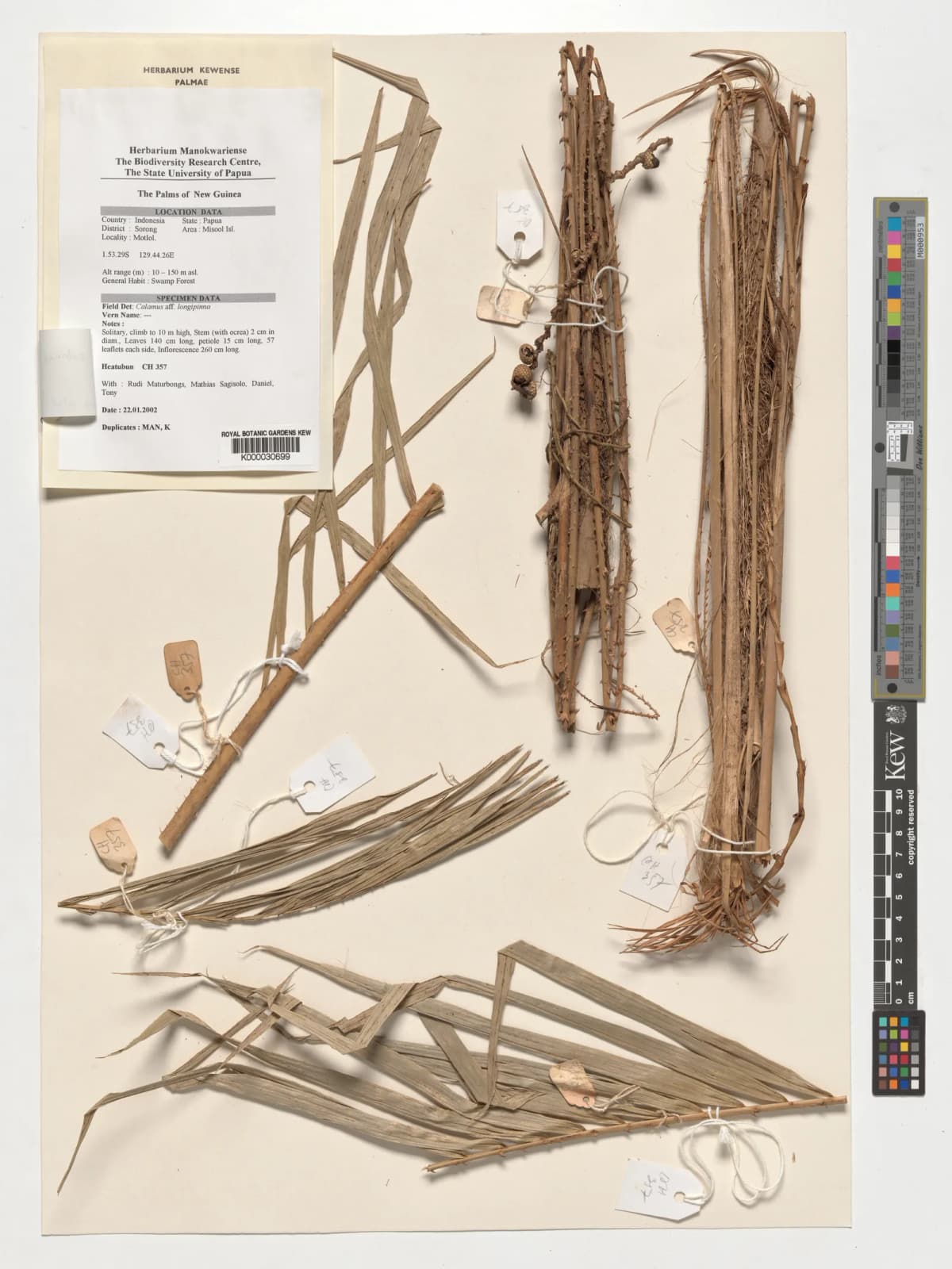 Botanical specimen of Calamus Zebrinus.