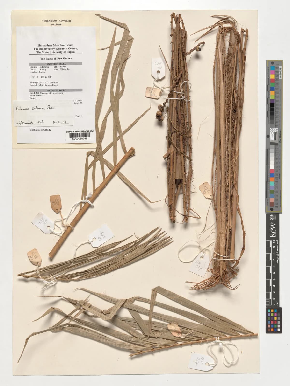 Botanical specimen of Calamus Zebrinus.