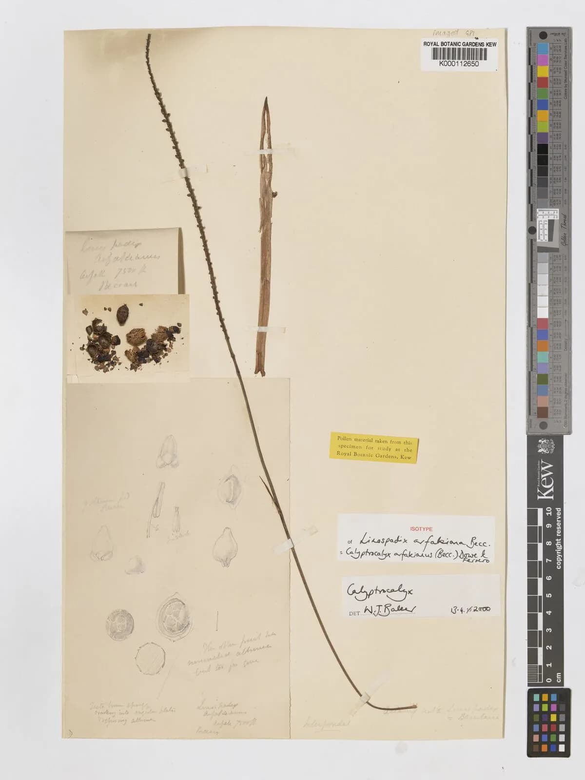 Botanical specimen of Calyptrocalyx Arfakianus.