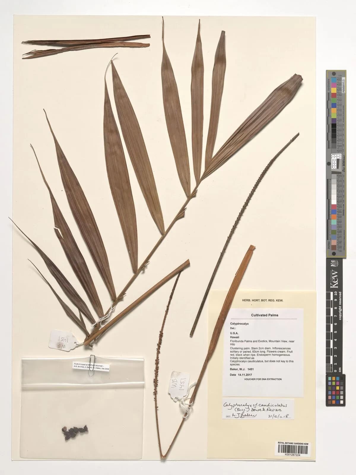 Botanical specimen of Calyptrocalyx Caudiculatus.
