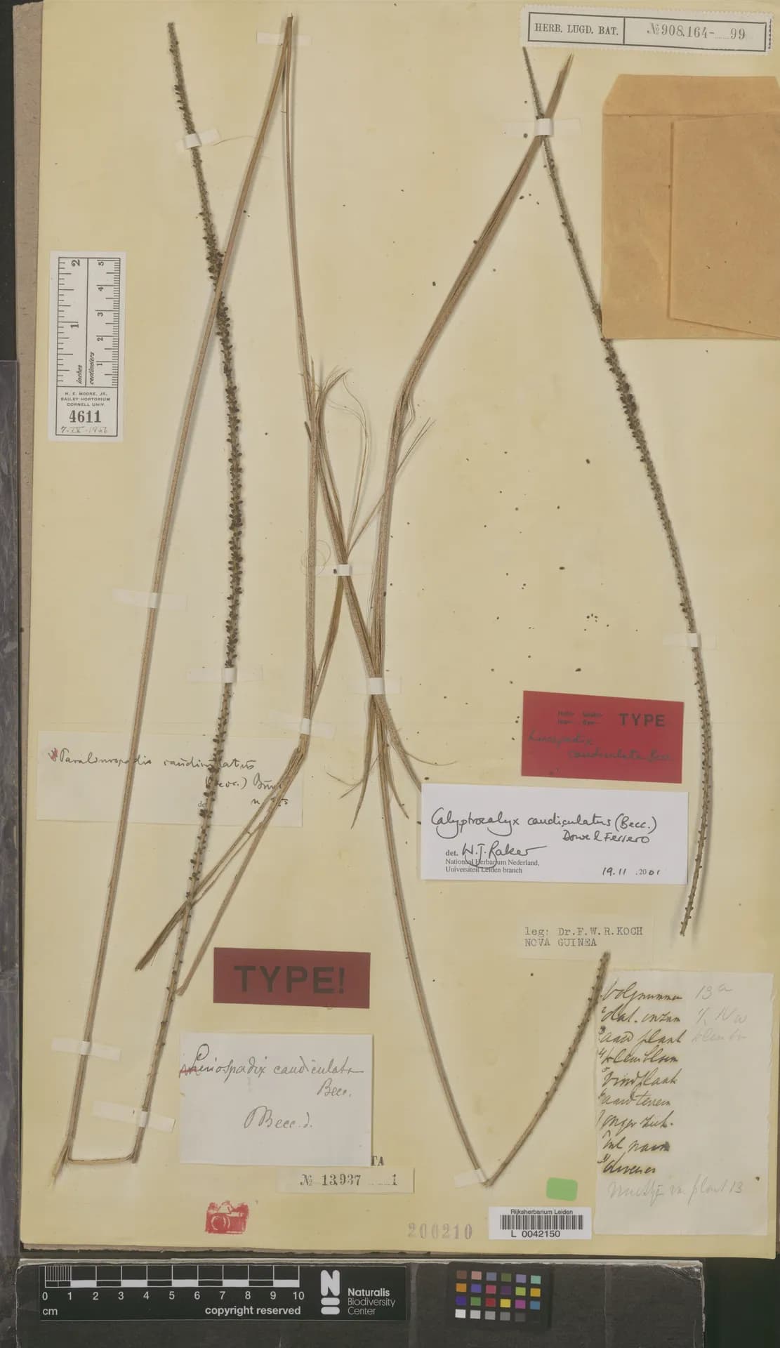 Botanical specimen of Calyptrocalyx Caudiculatus.