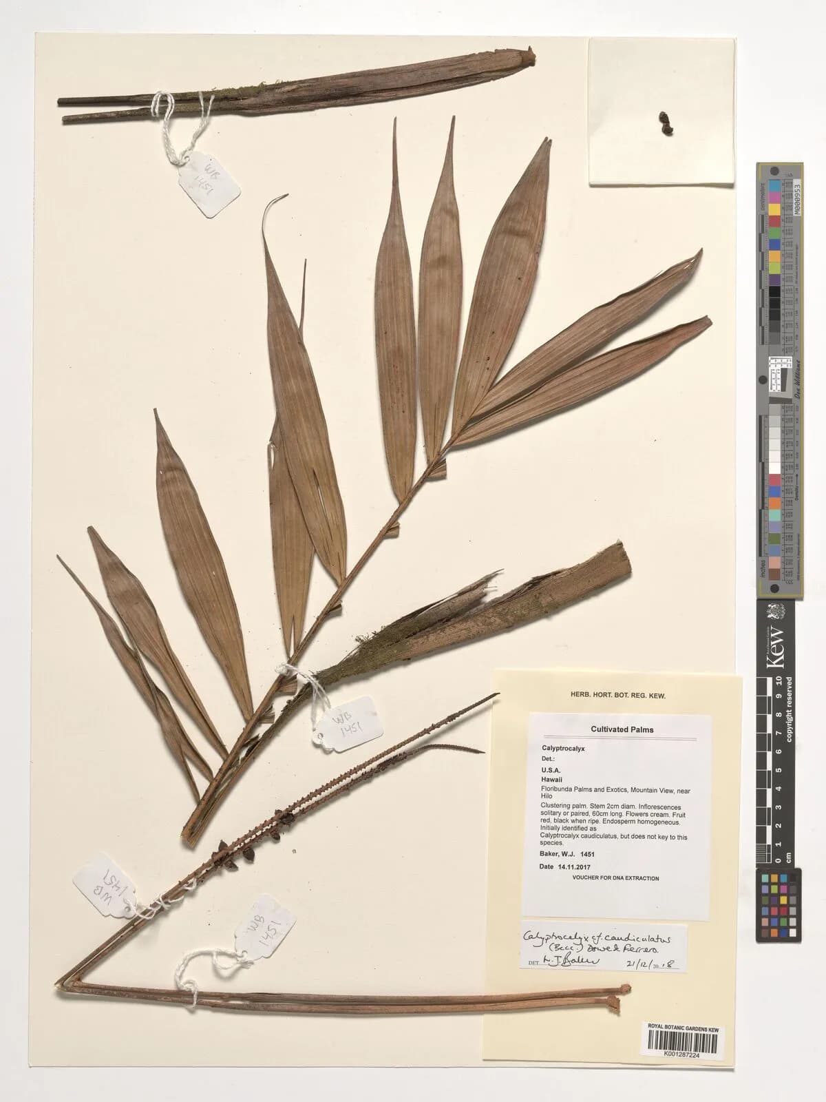 Botanical specimen of Calyptrocalyx Caudiculatus.
