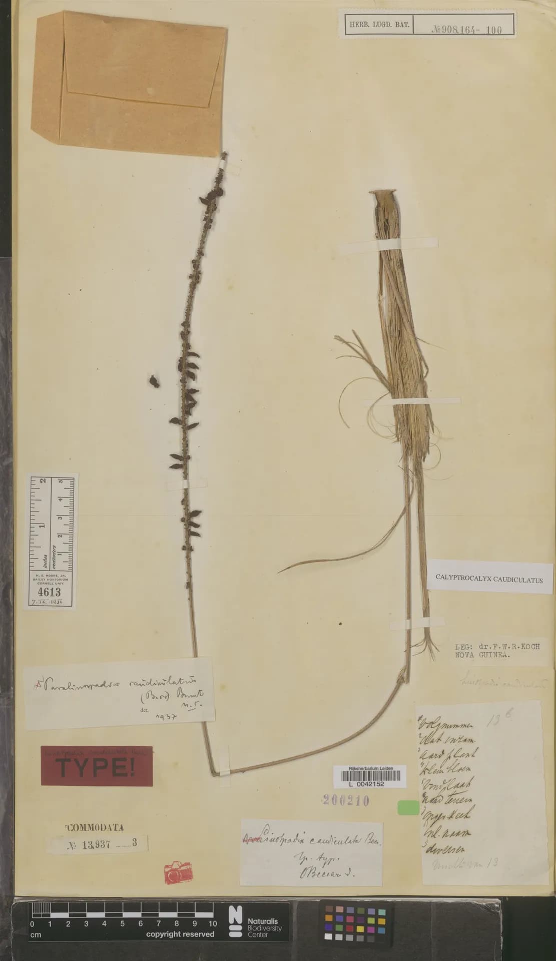 Botanical specimen of Calyptrocalyx Caudiculatus.