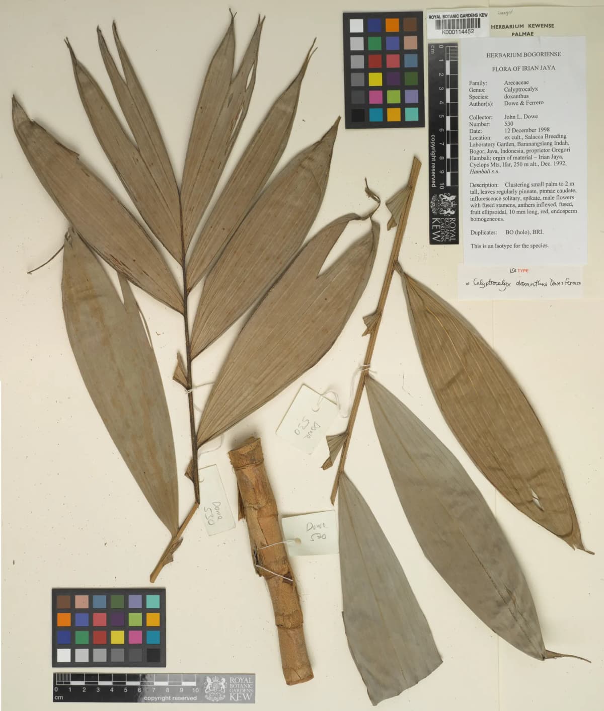 Botanical specimen of Calyptrocalyx Doxanthus.