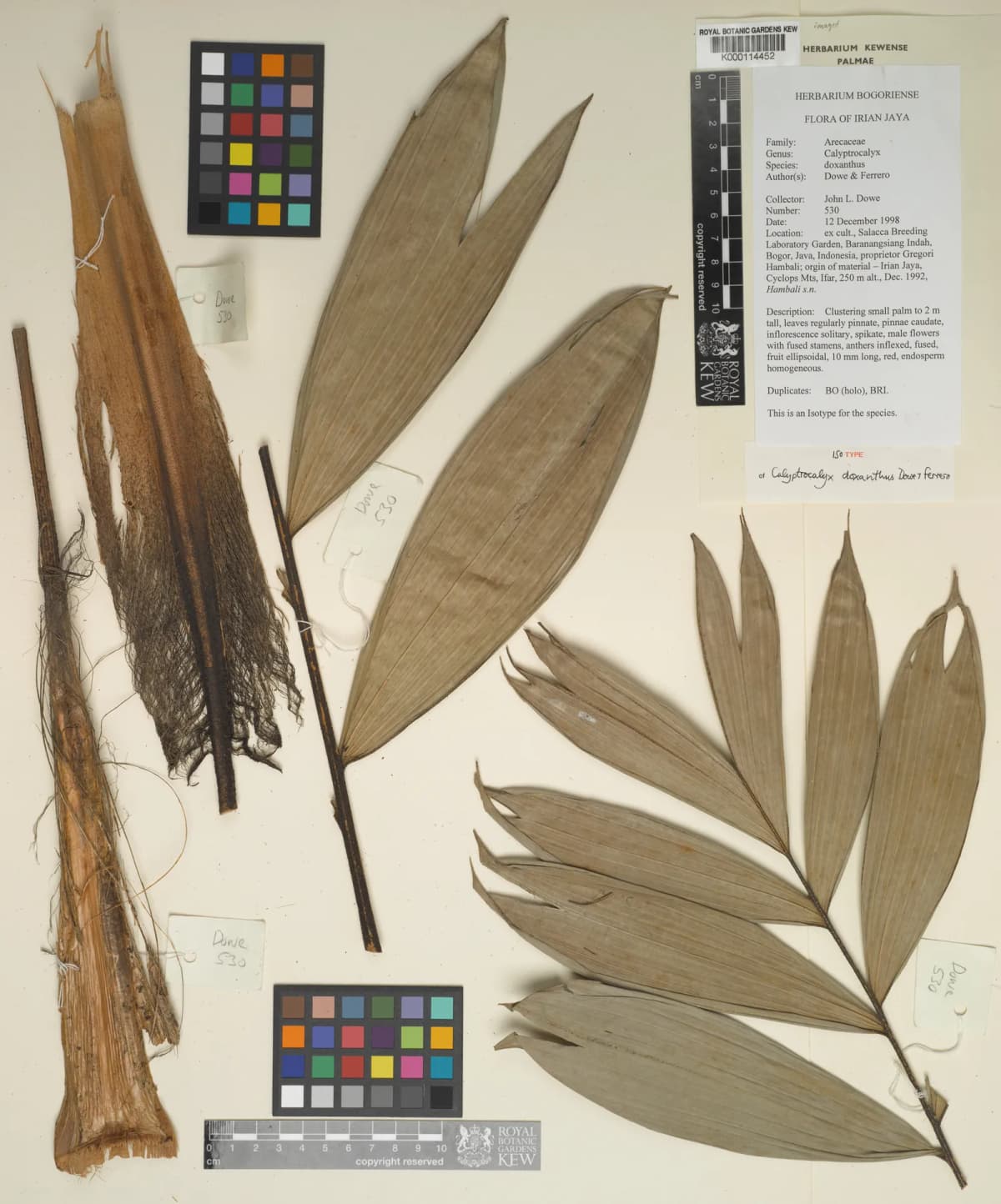 Botanical specimen of Calyptrocalyx Doxanthus.