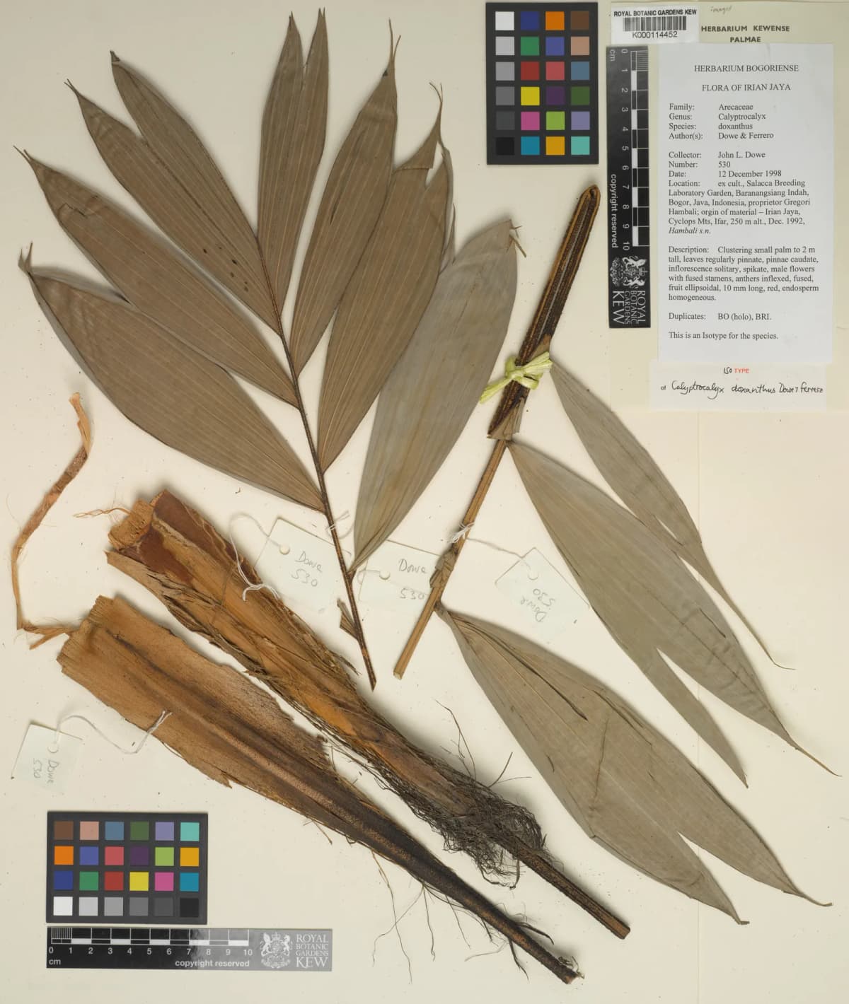 Botanical specimen of Calyptrocalyx Doxanthus.
