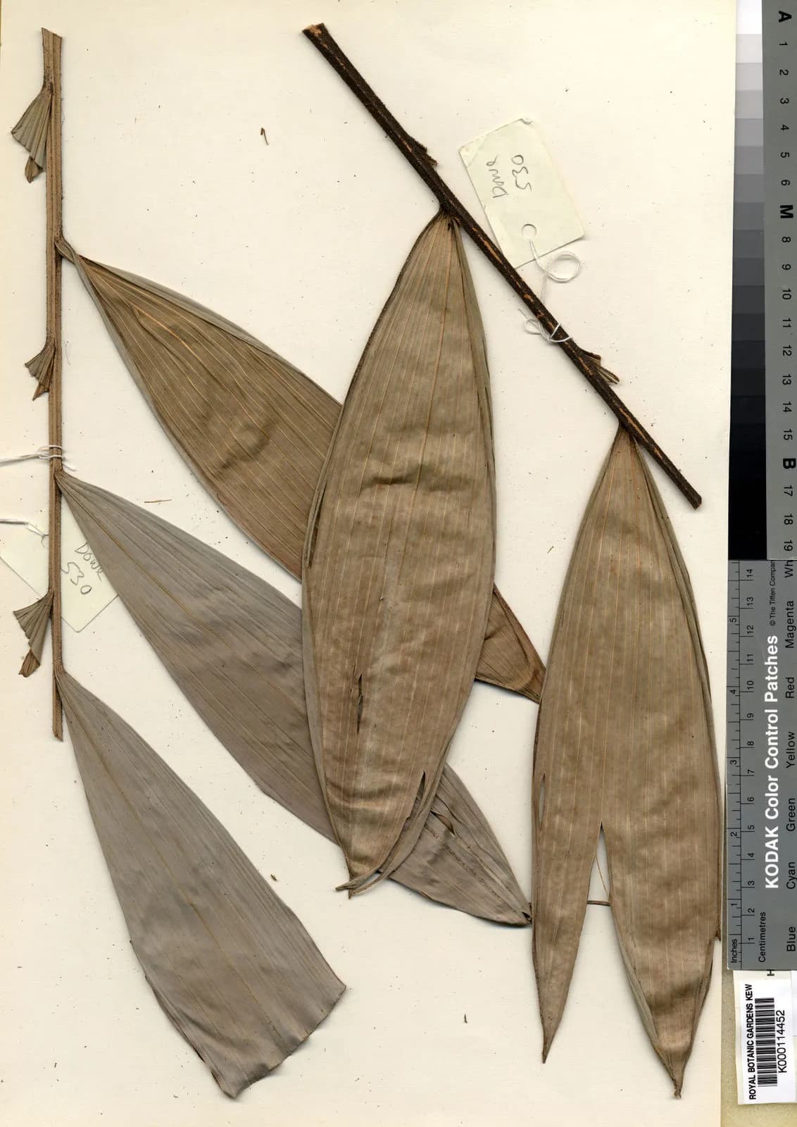 Botanical specimen of Calyptrocalyx Doxanthus.