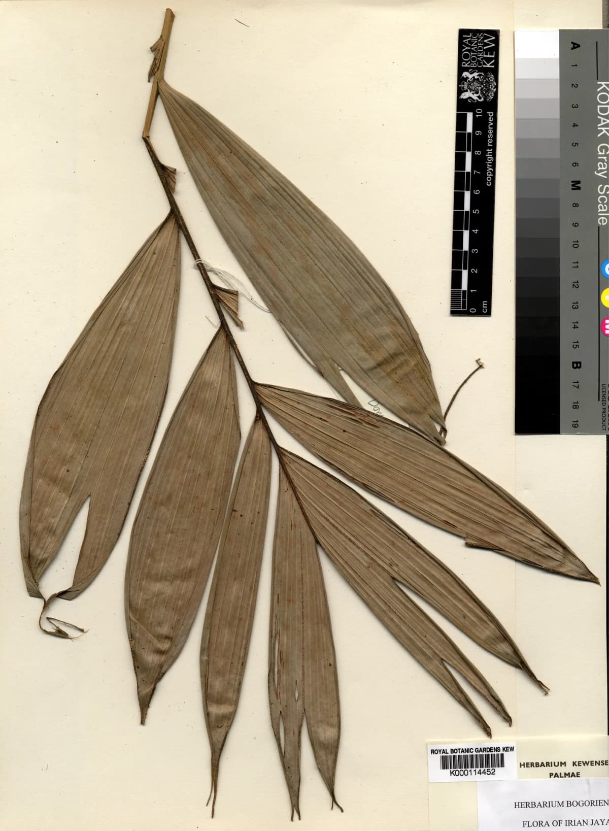 Botanical specimen of Calyptrocalyx Doxanthus.