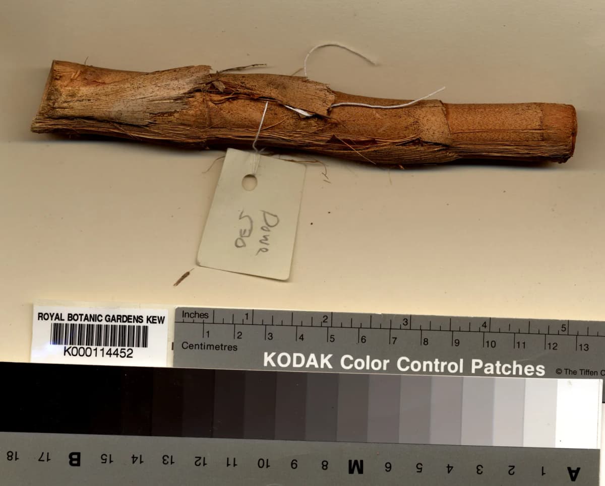 Botanical specimen of Calyptrocalyx Doxanthus.
