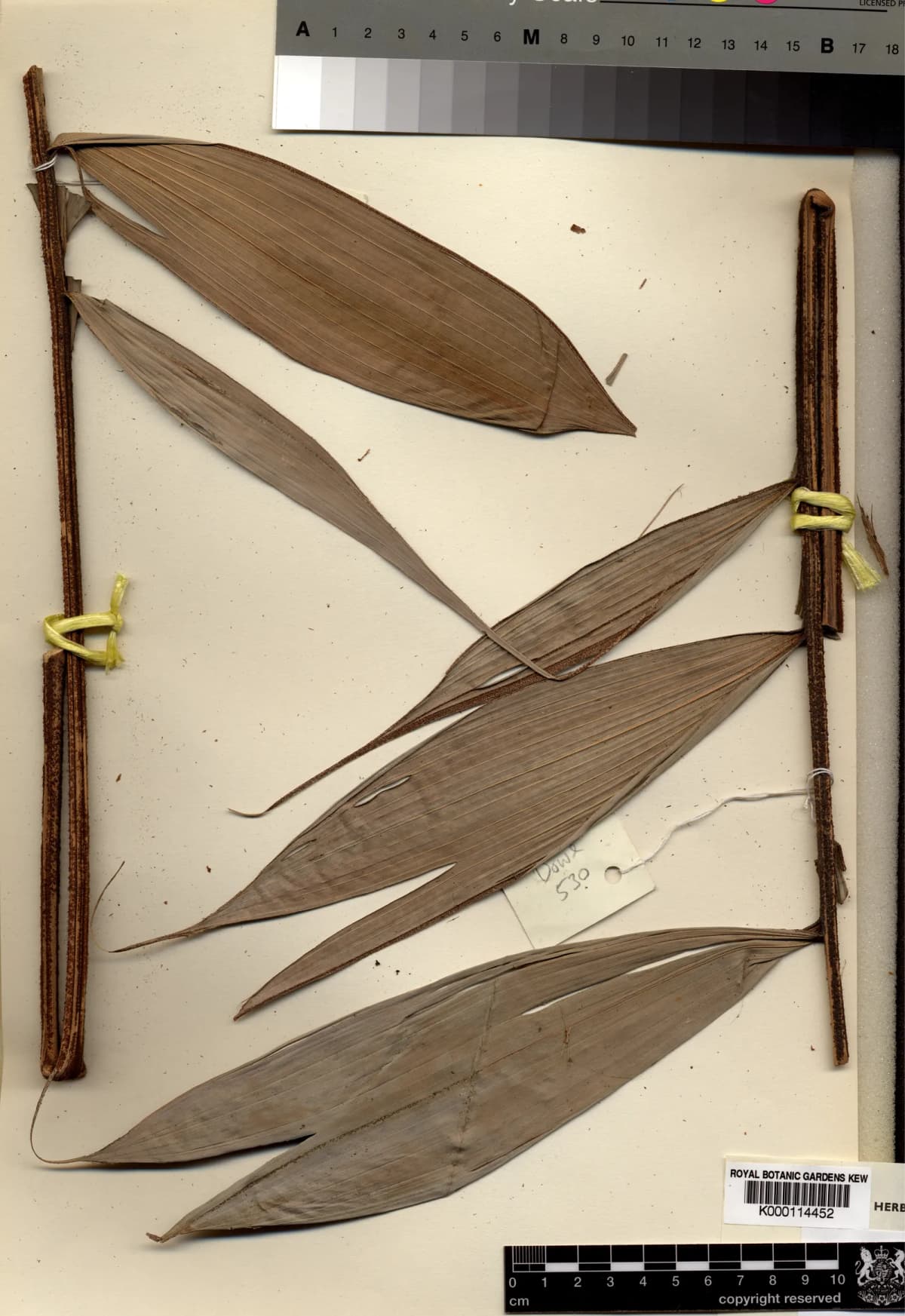 Botanical specimen of Calyptrocalyx Doxanthus.