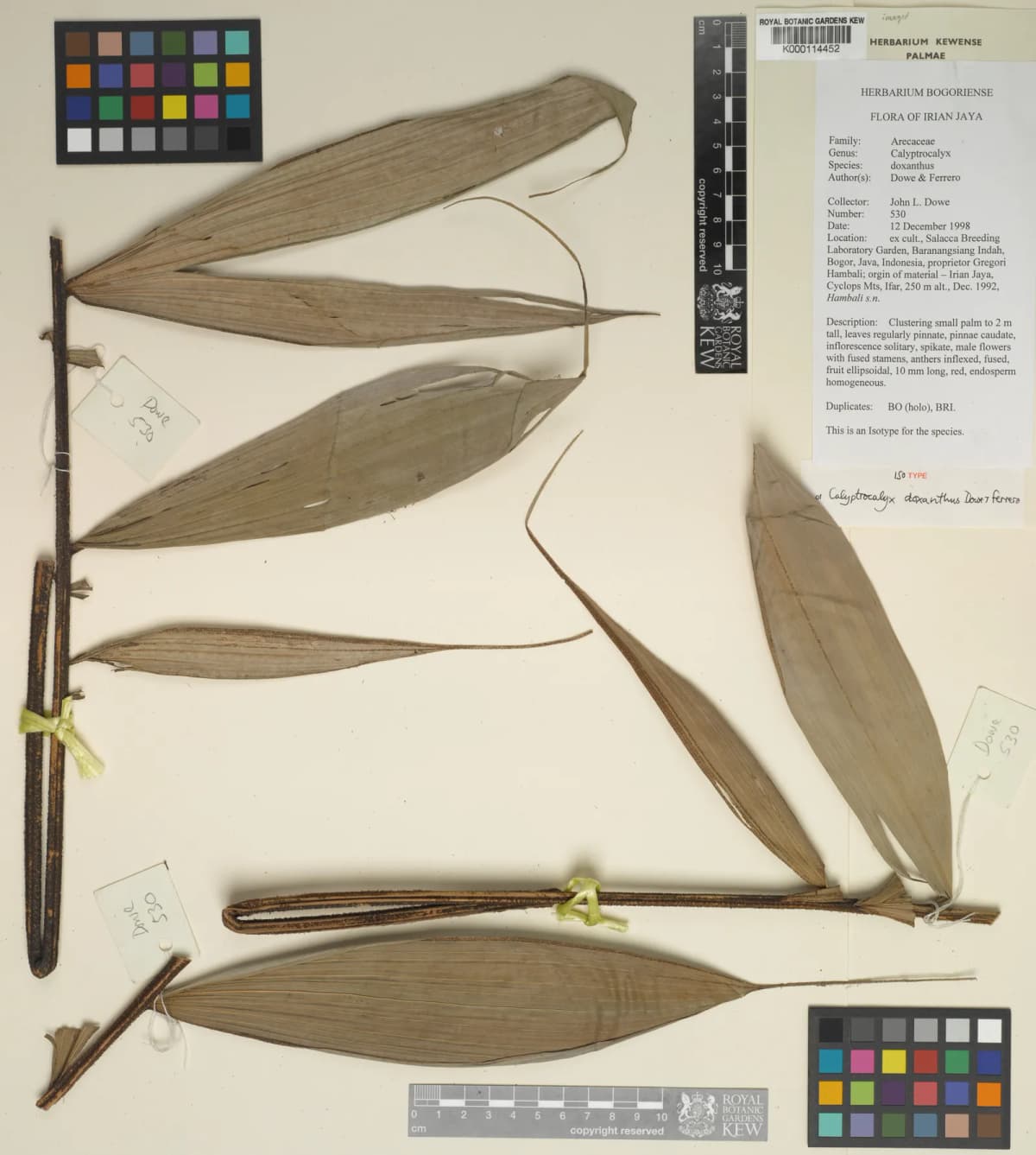 Botanical specimen of Calyptrocalyx Doxanthus.