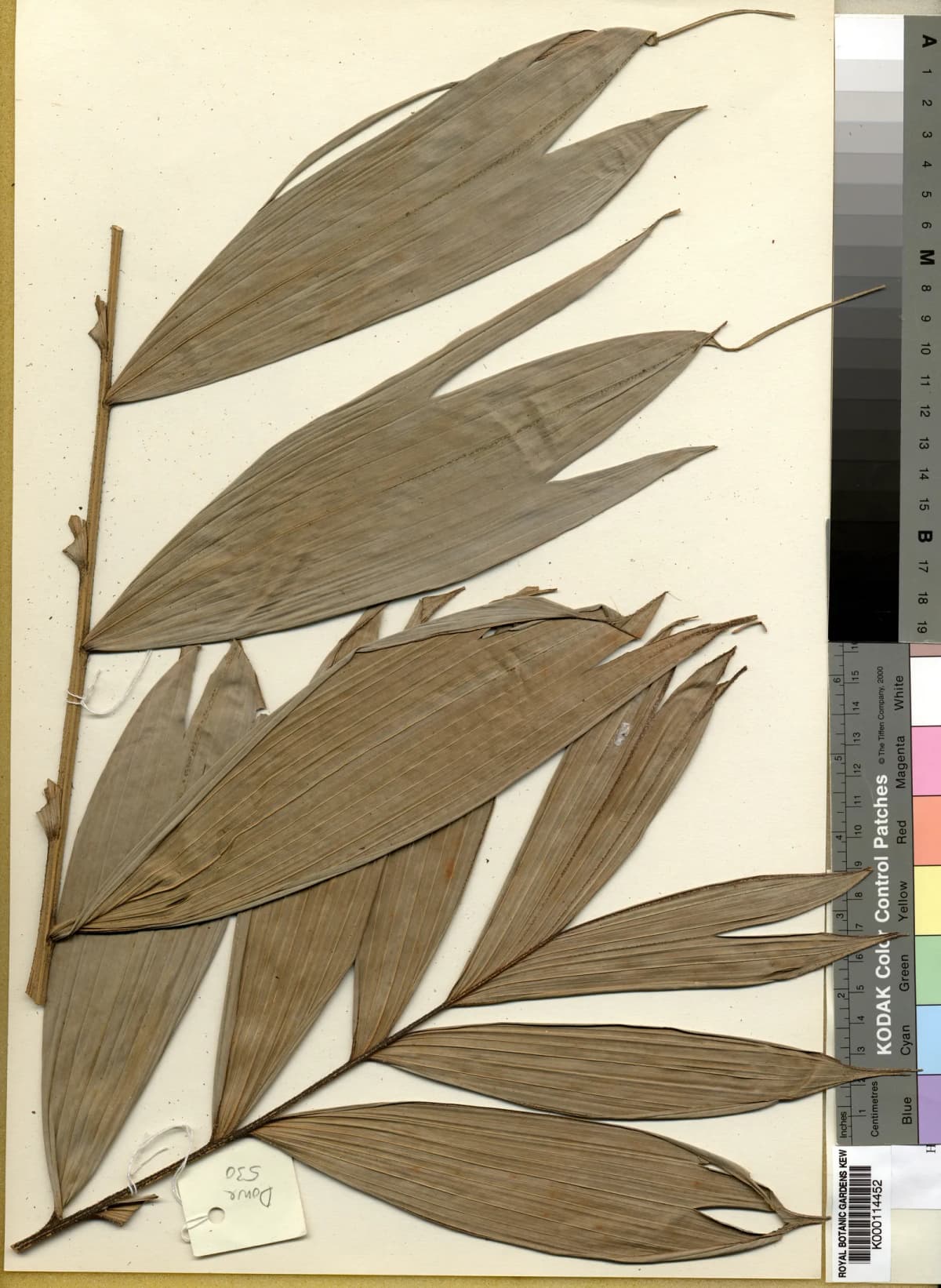 Botanical specimen of Calyptrocalyx Doxanthus.