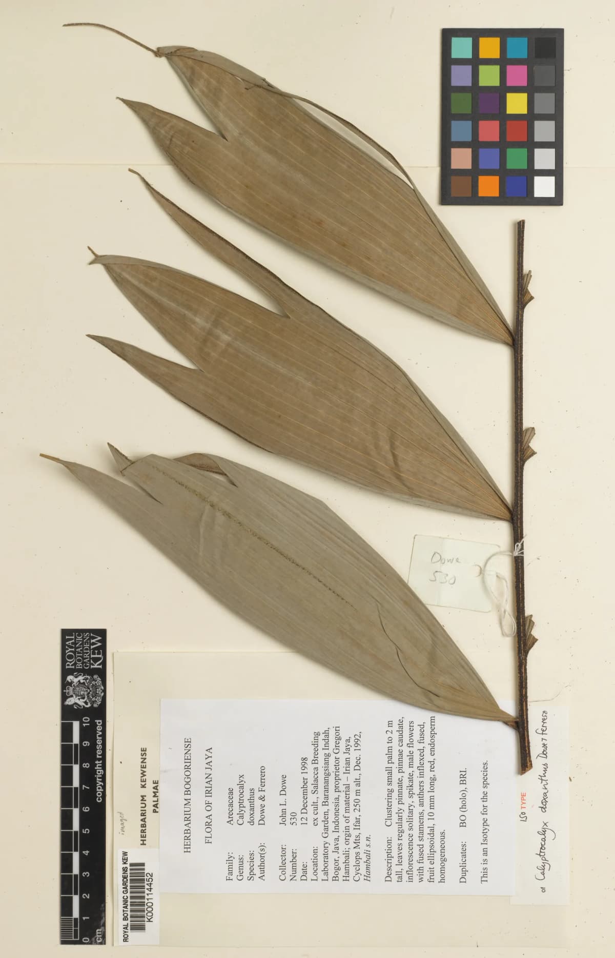 Botanical specimen of Calyptrocalyx Doxanthus.