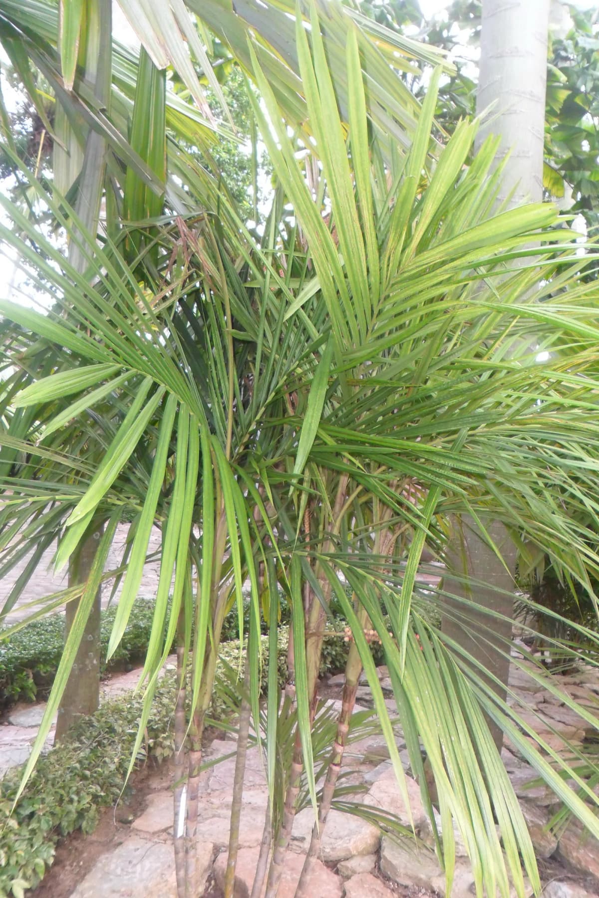 Botanical specimen of Calyptrocalyx Elegans.