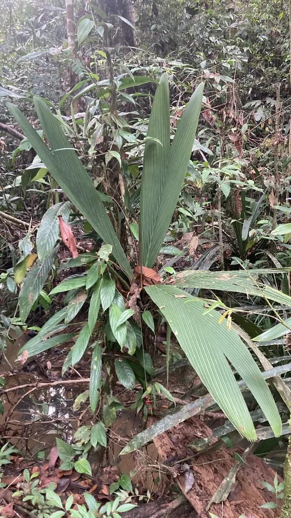 Botanical specimen of Calyptrocalyx Flabellatus.