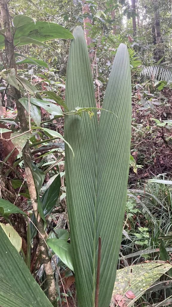 Botanical specimen of Calyptrocalyx Flabellatus.