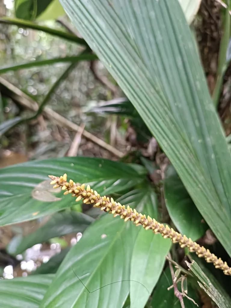 Botanical specimen of Calyptrocalyx Flabellatus.