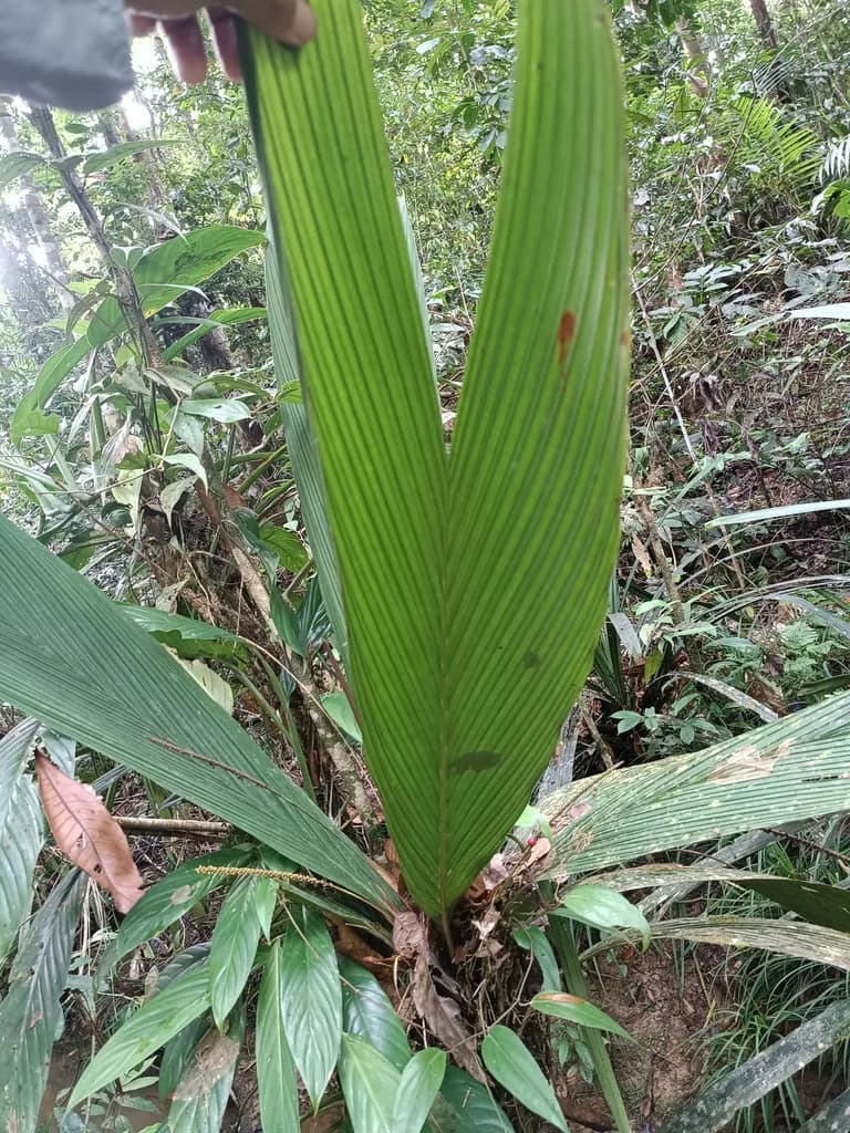 Botanical specimen of Calyptrocalyx Flabellatus.