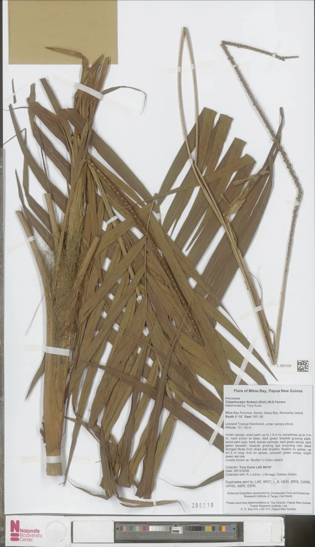 Botanical specimen of Calyptrocalyx Forbesii.
