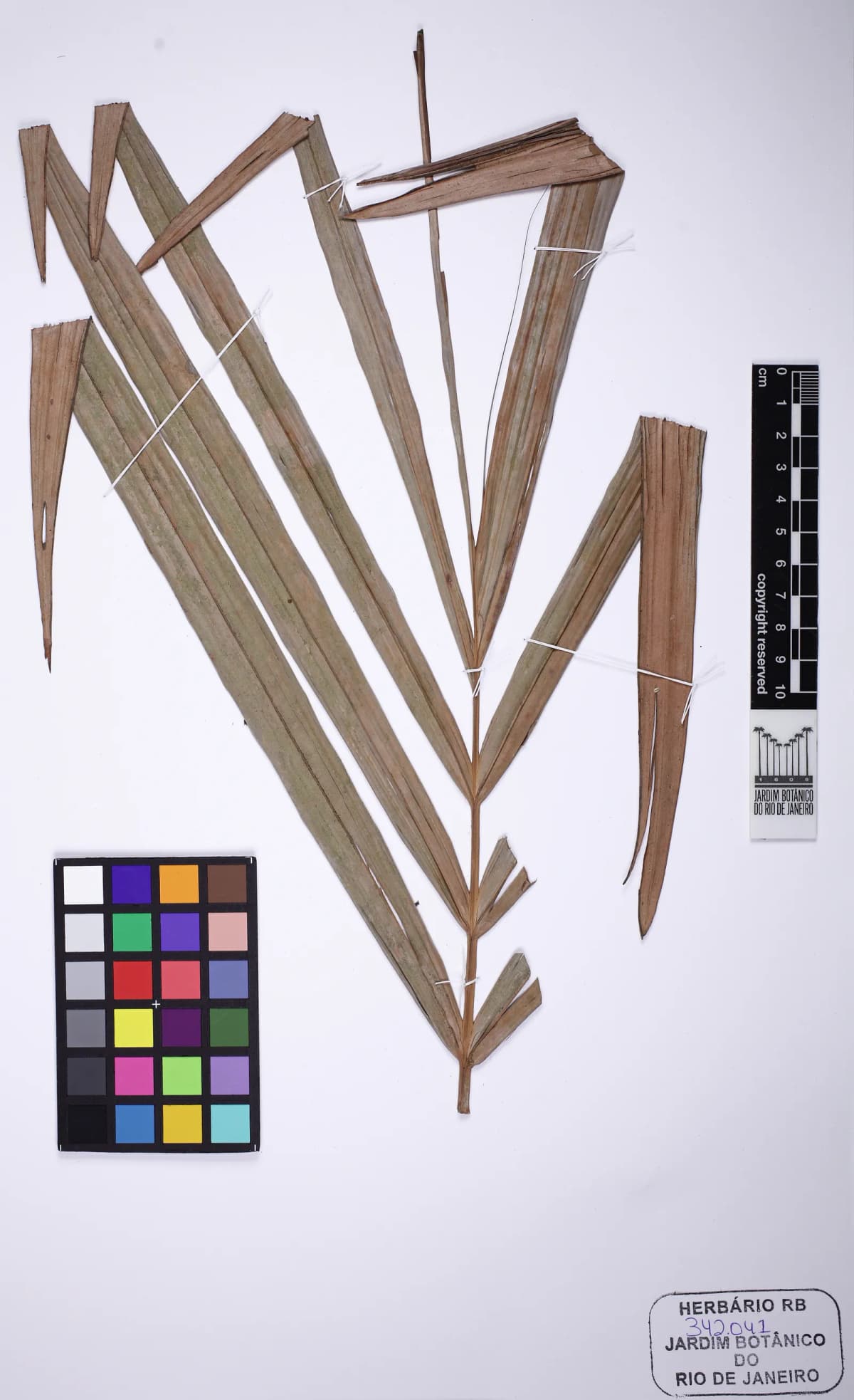 Botanical specimen of Calyptrocalyx Forbesii.