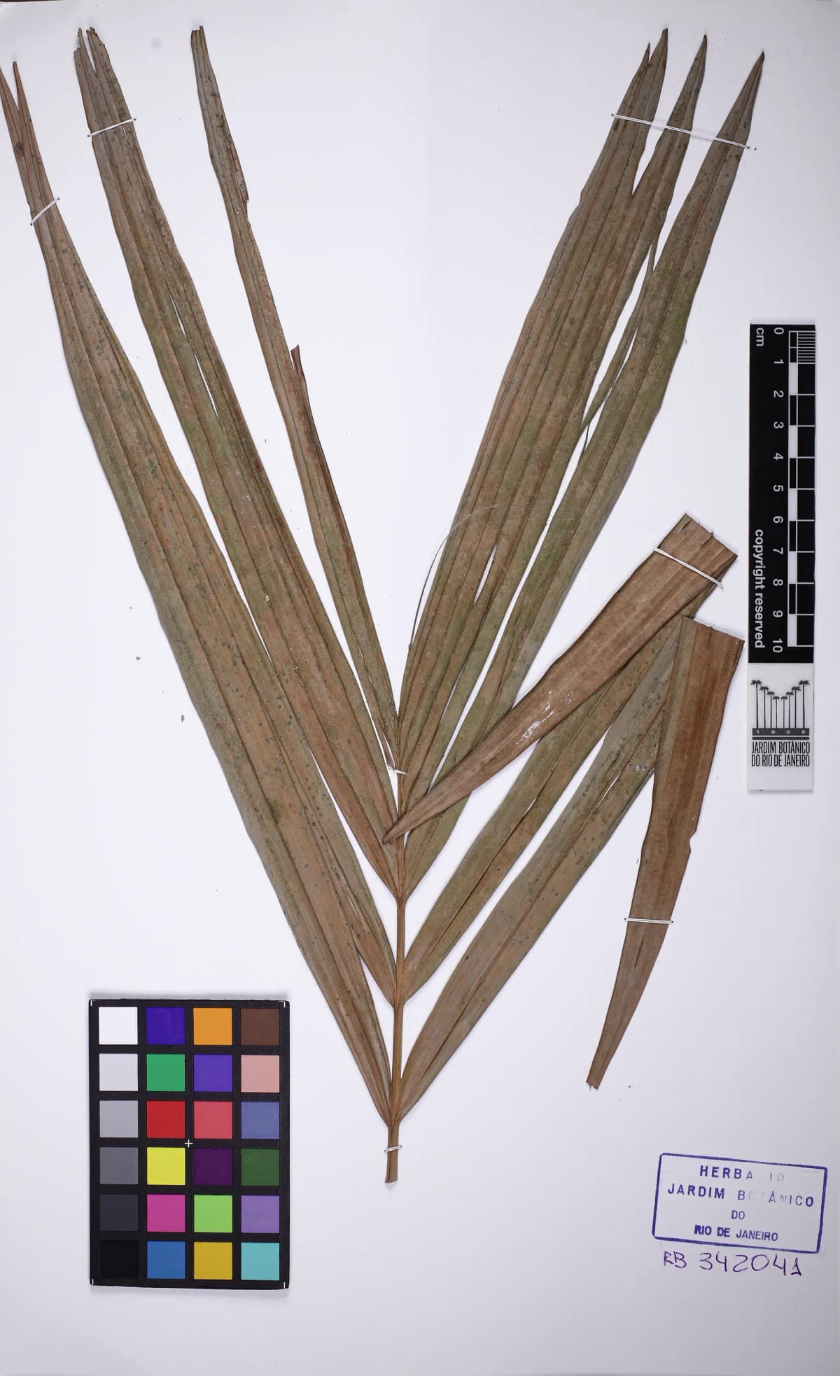 Botanical specimen of Calyptrocalyx Forbesii.