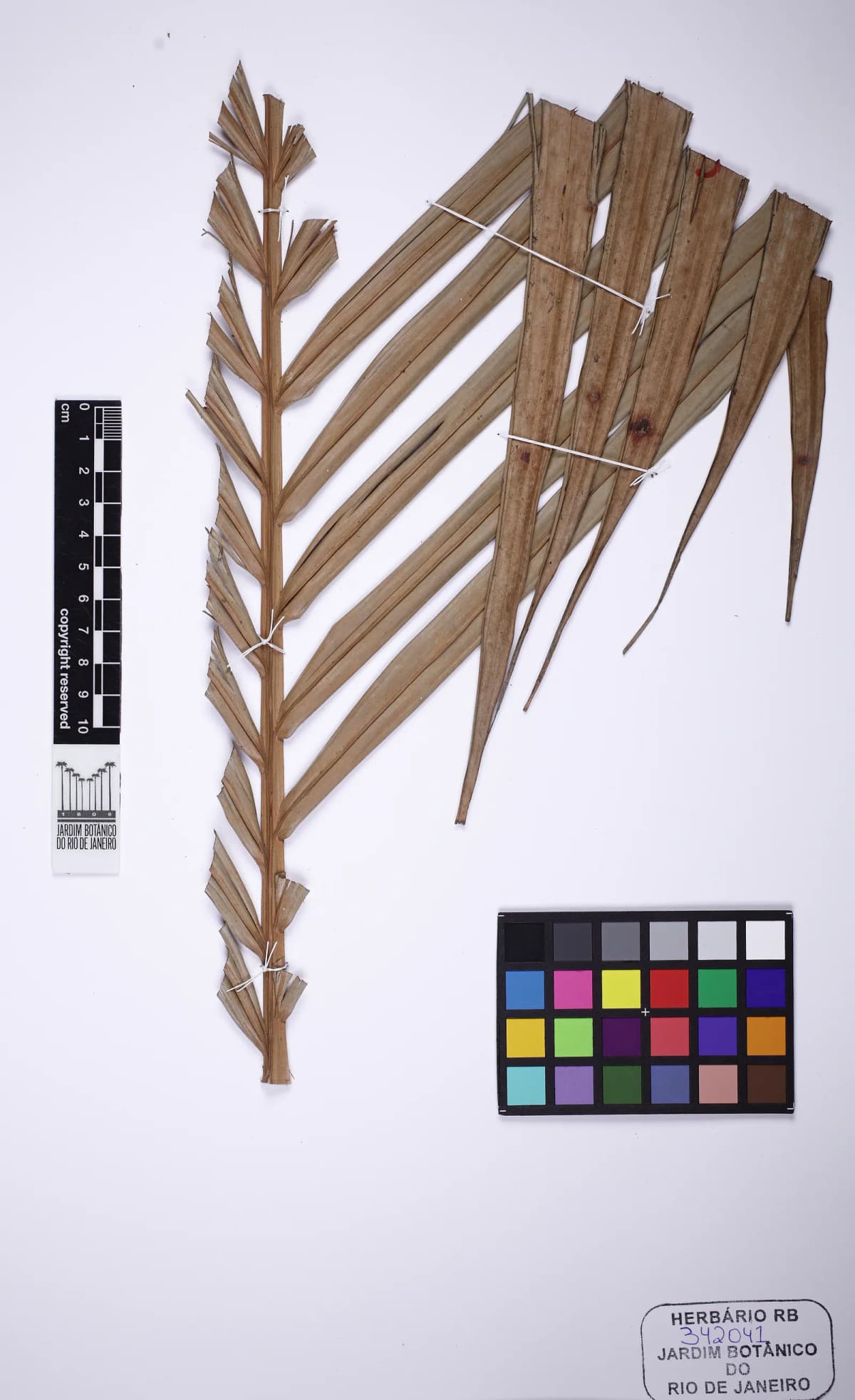 Botanical specimen of Calyptrocalyx Forbesii.