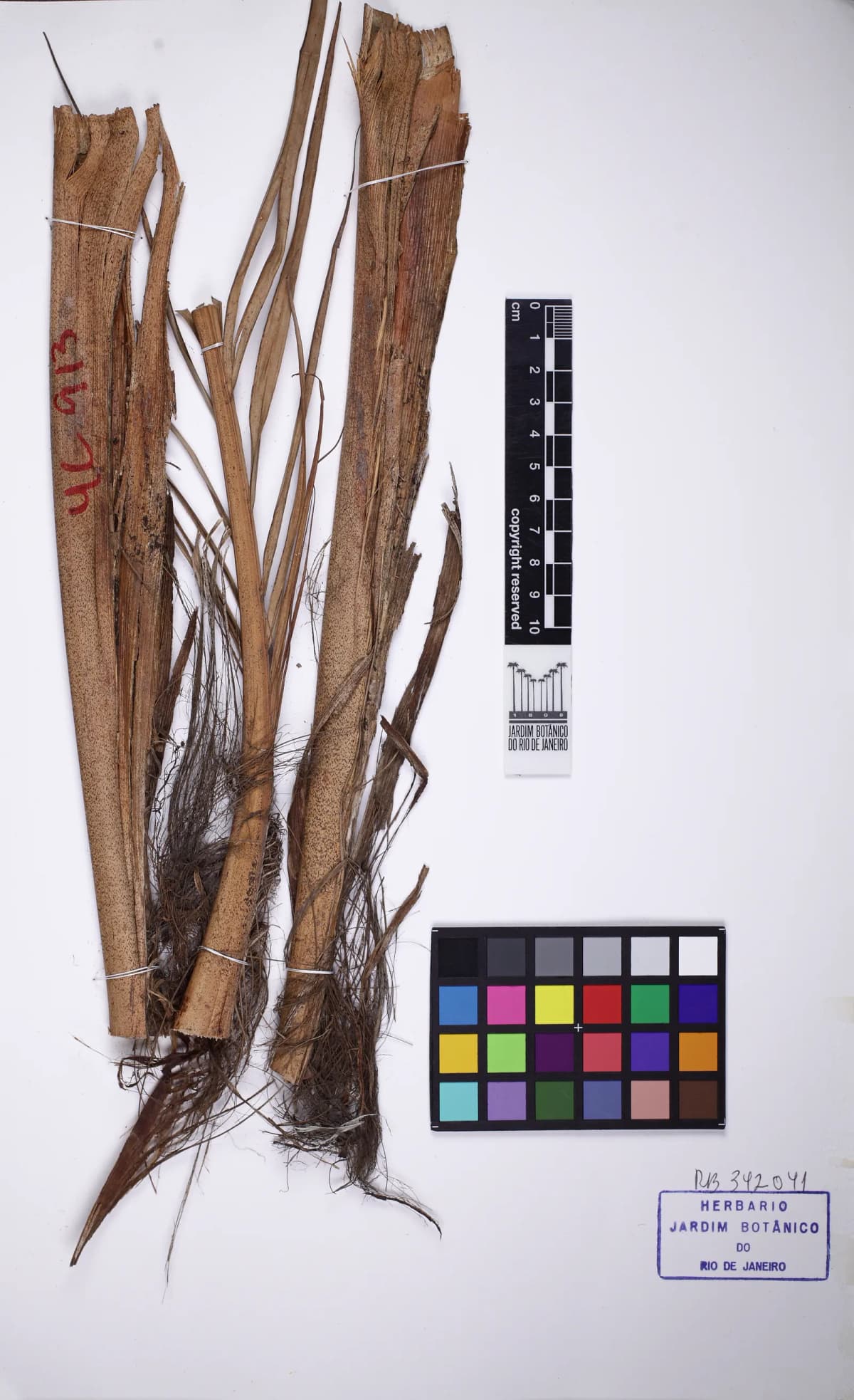 Botanical specimen of Calyptrocalyx Forbesii.