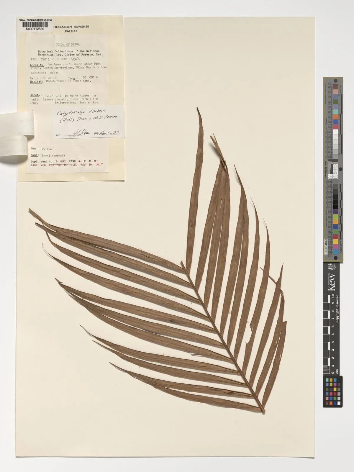 Botanical specimen of Calyptrocalyx Forbesii.