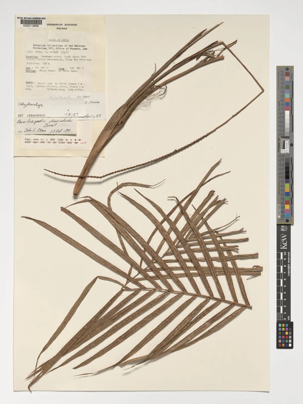 Botanical specimen of Calyptrocalyx Forbesii.