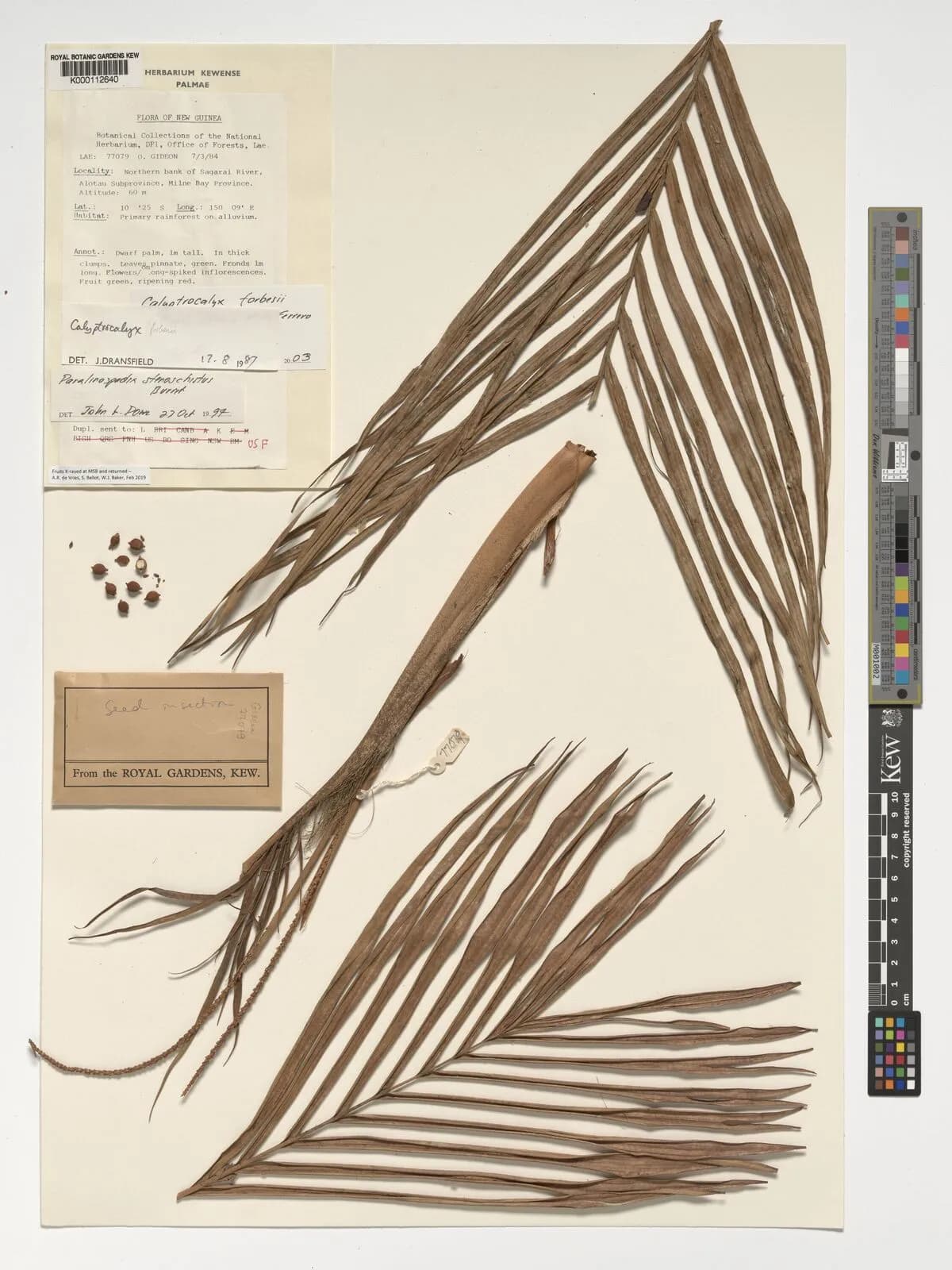 Botanical specimen of Calyptrocalyx Forbesii.