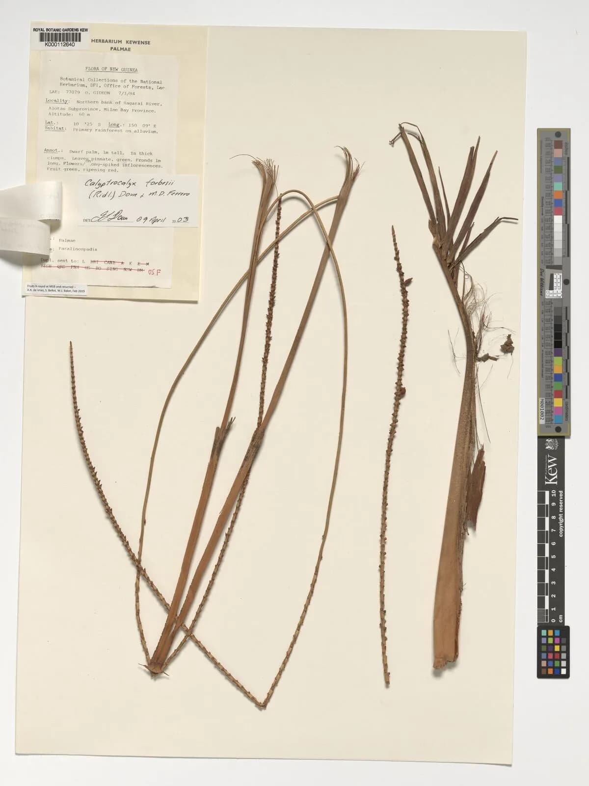 Botanical specimen of Calyptrocalyx Forbesii.