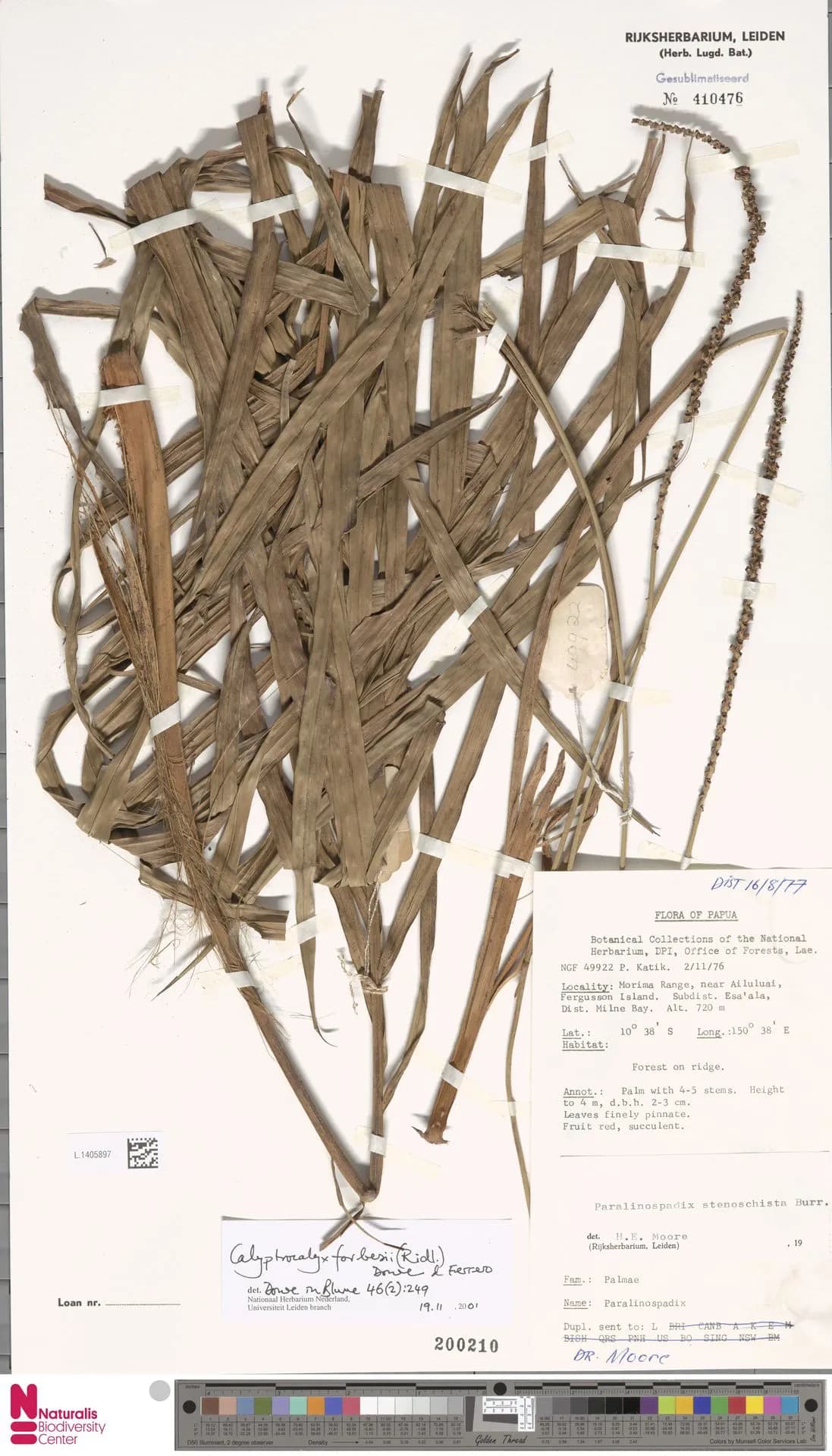 Botanical specimen of Calyptrocalyx Forbesii.