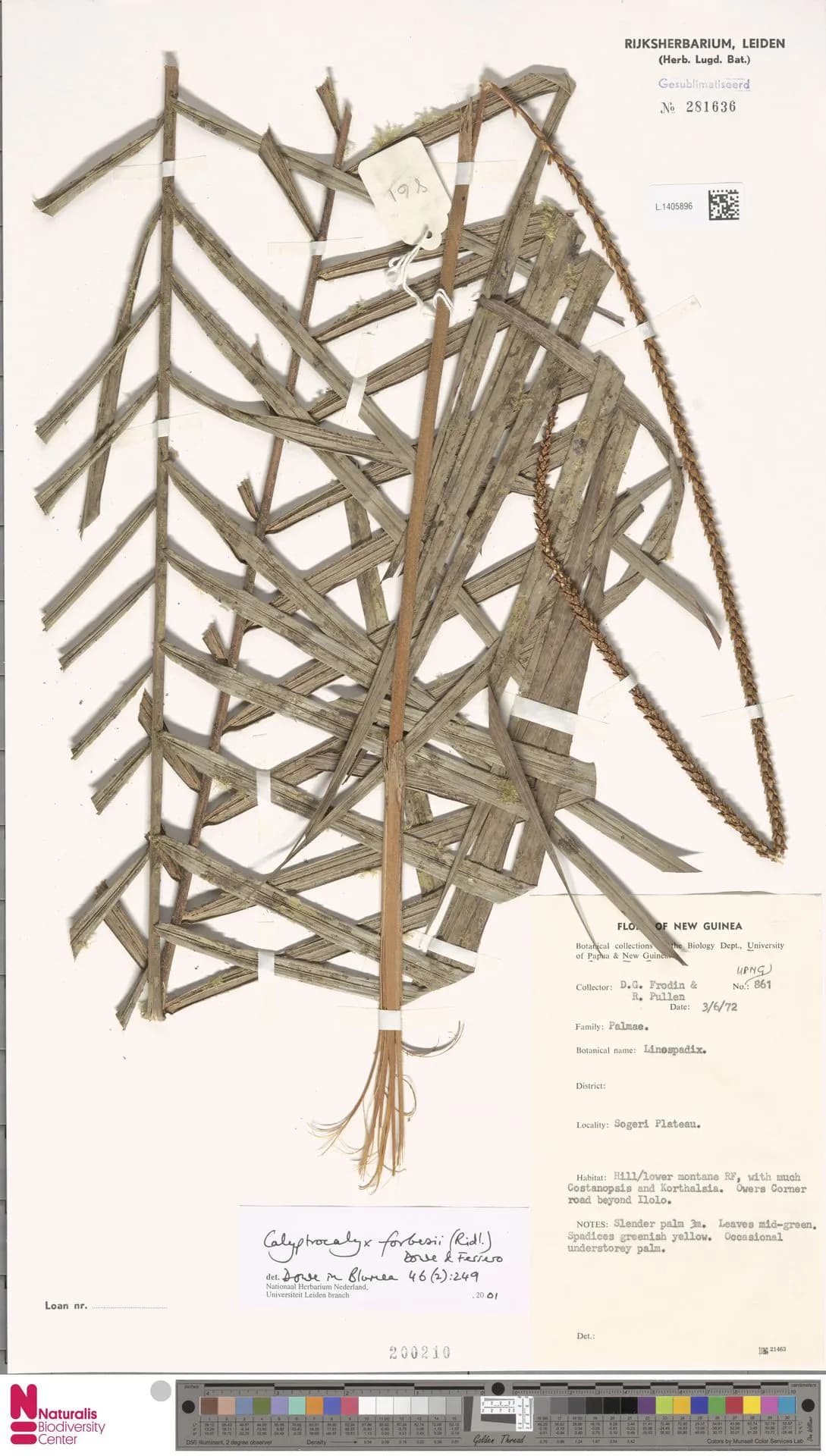 Botanical specimen of Calyptrocalyx Forbesii.