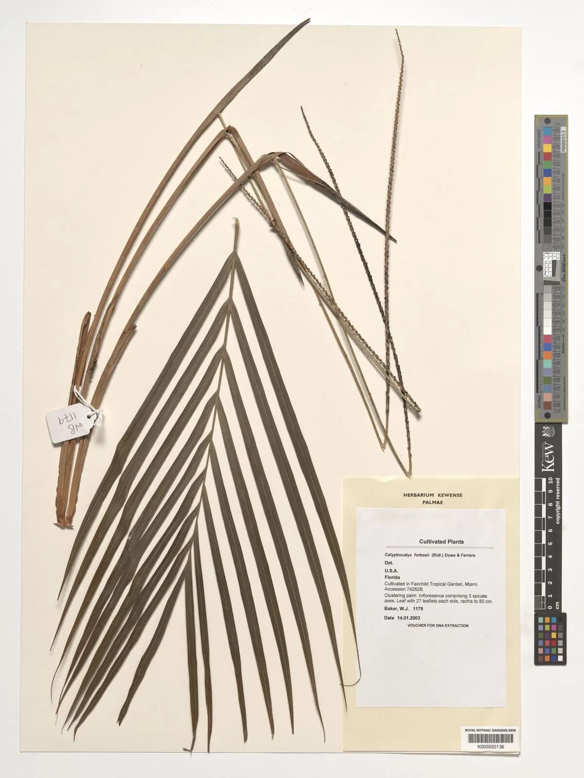 Botanical specimen of Calyptrocalyx Forbesii.