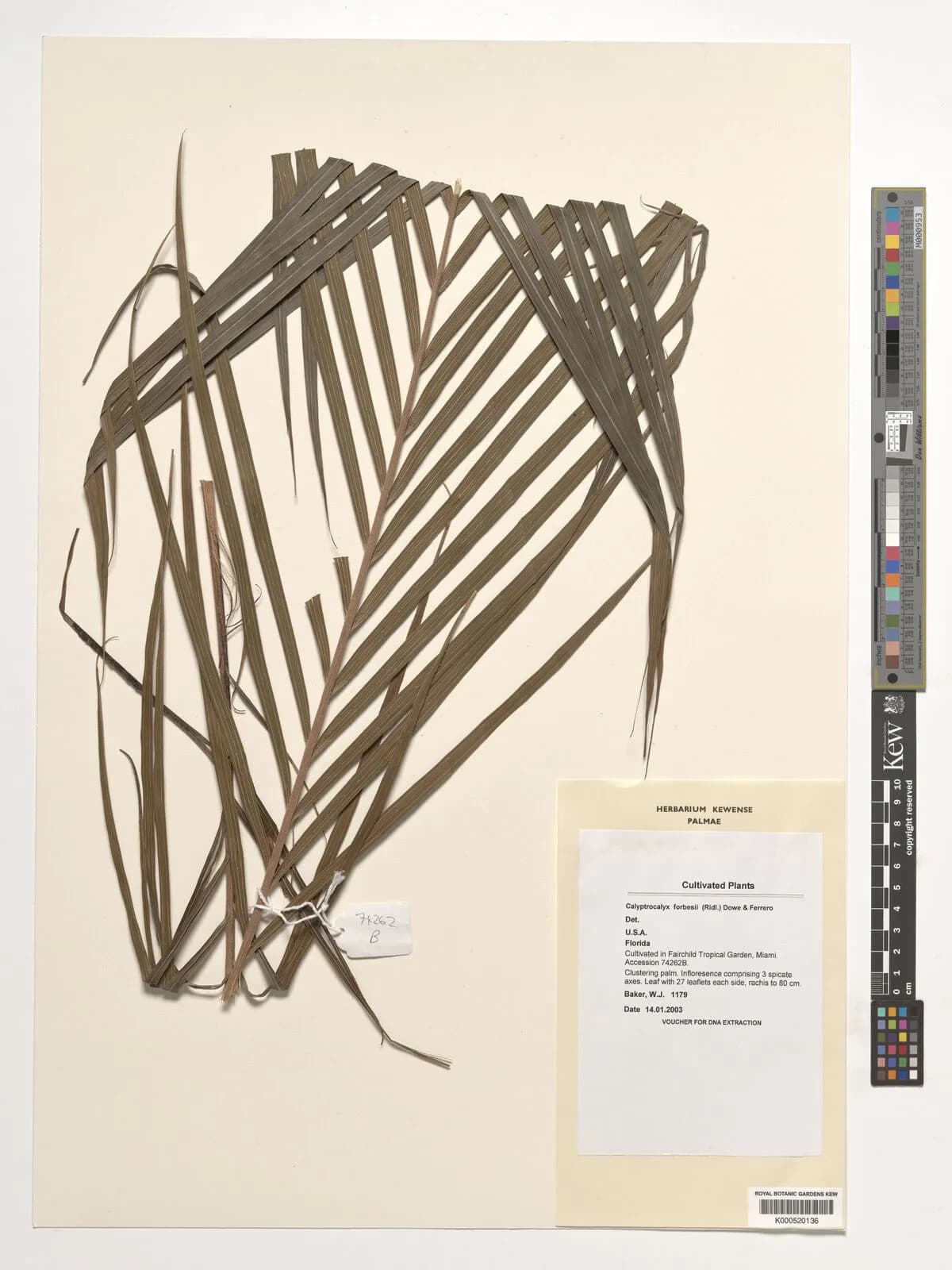 Botanical specimen of Calyptrocalyx Forbesii.