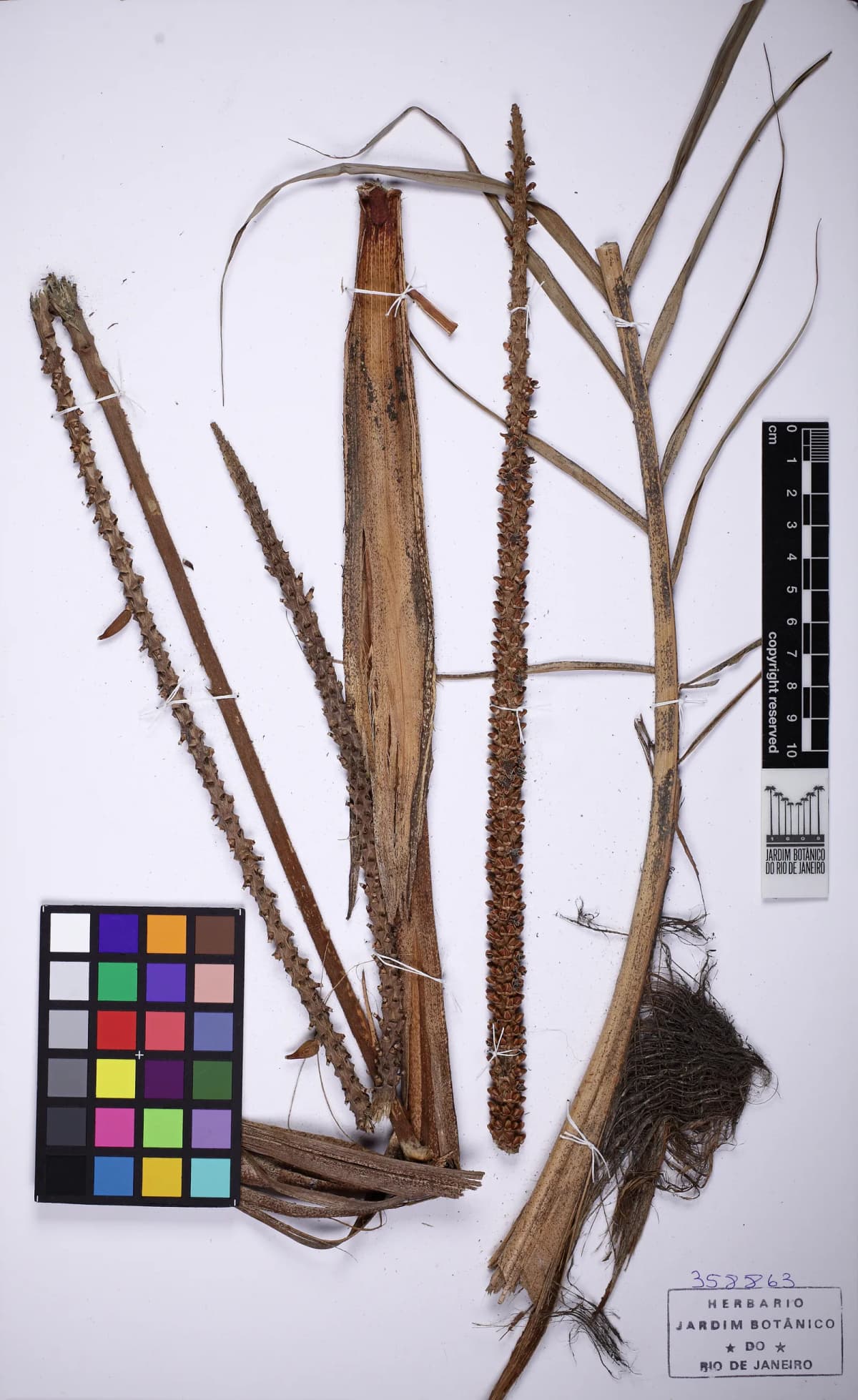 Botanical specimen of Calyptrocalyx Forbesii.