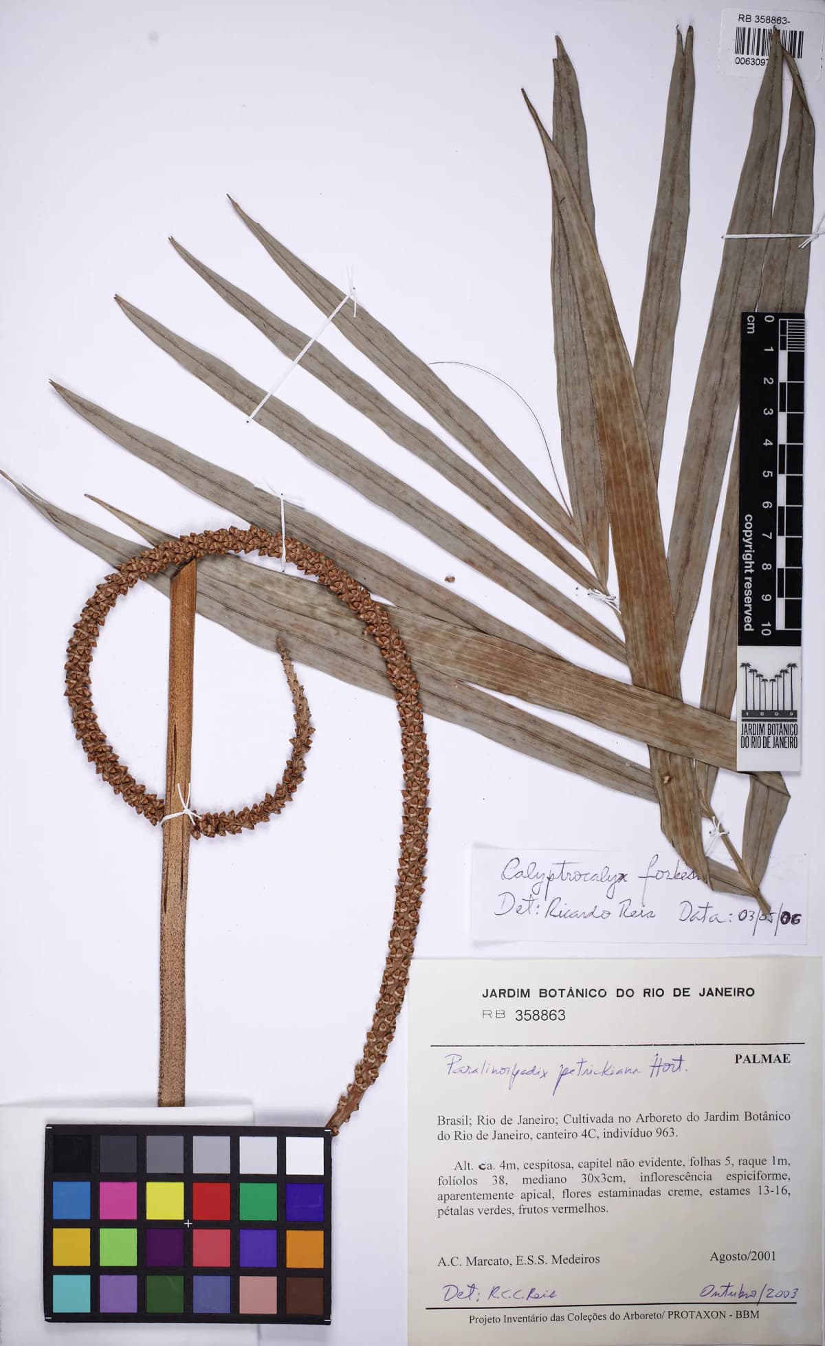 Botanical specimen of Calyptrocalyx Forbesii.