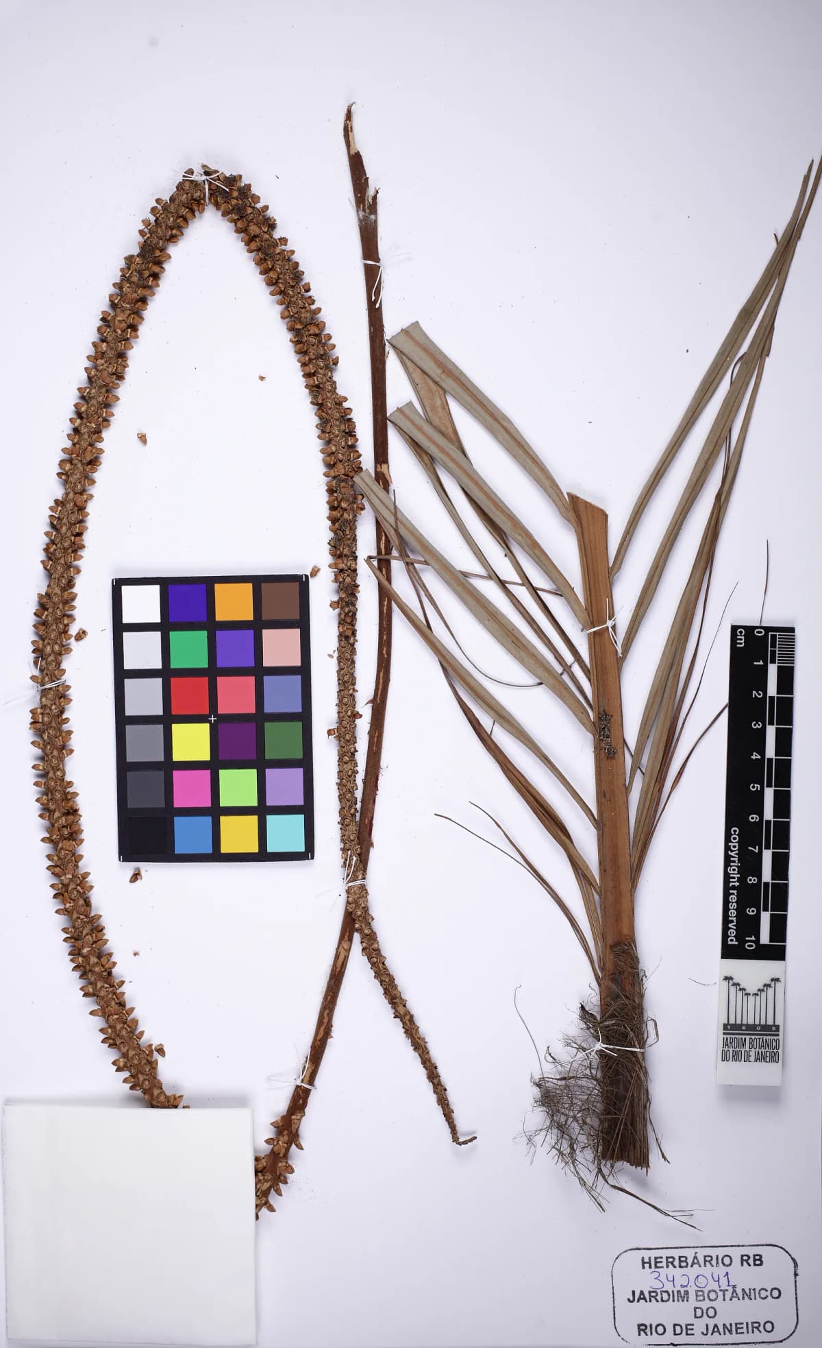 Botanical specimen of Calyptrocalyx Forbesii.