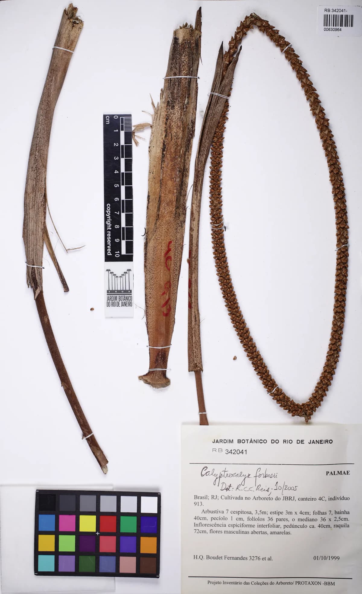 Botanical specimen of Calyptrocalyx Forbesii.