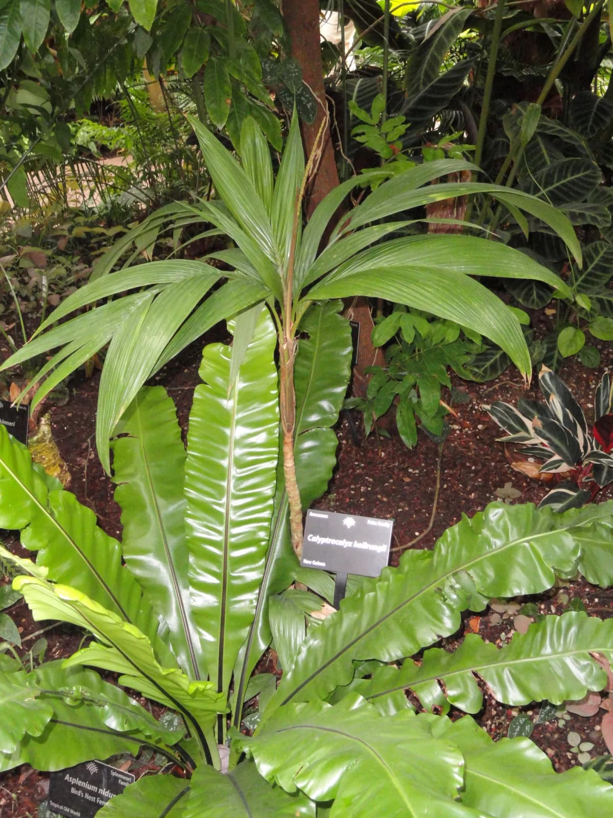 Botanical specimen of Calyptrocalyx Hollrungii.