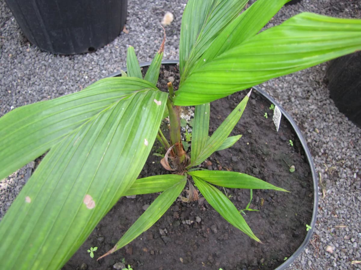 Botanical specimen of Calyptrocalyx Hollrungii.