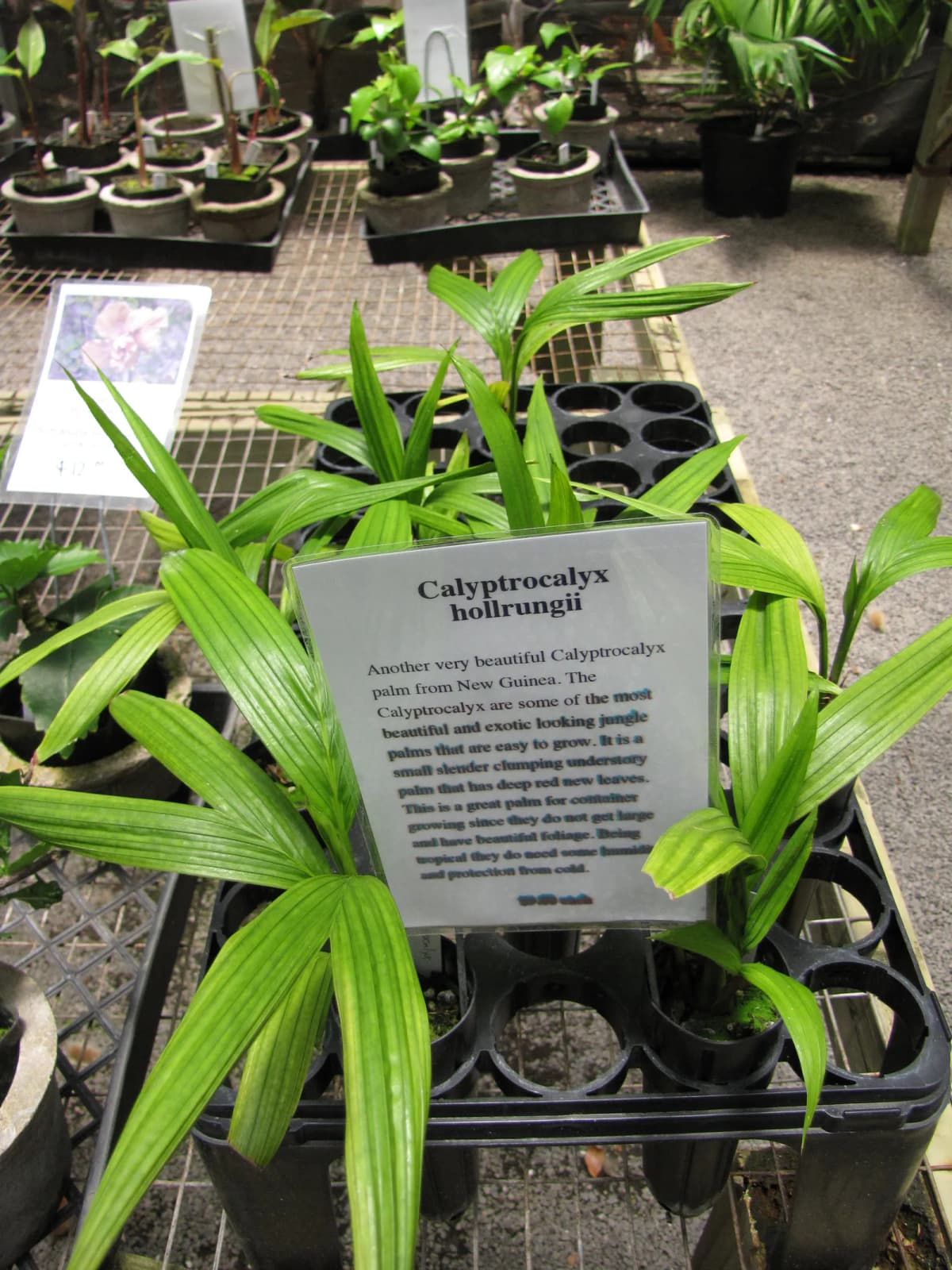 Botanical specimen of Calyptrocalyx Hollrungii.