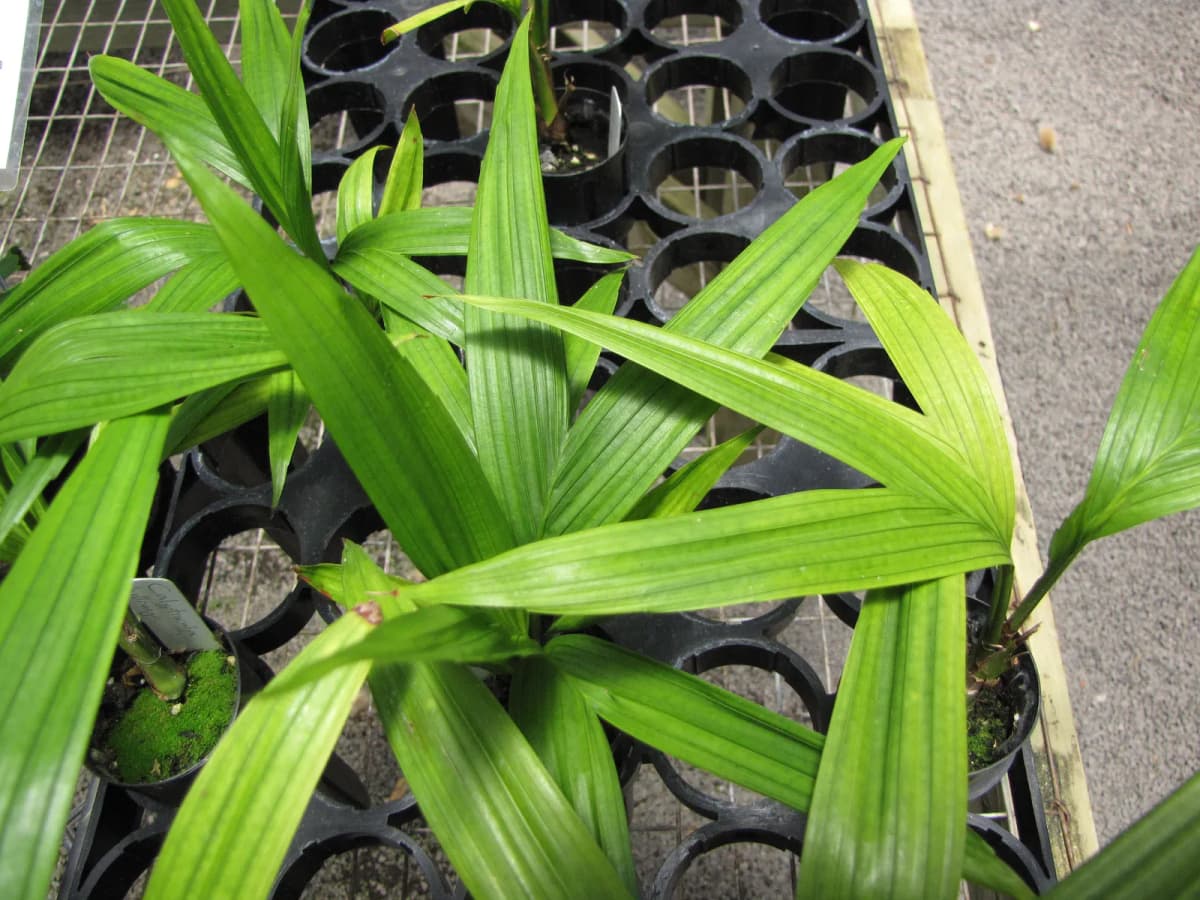 Botanical specimen of Calyptrocalyx Hollrungii.