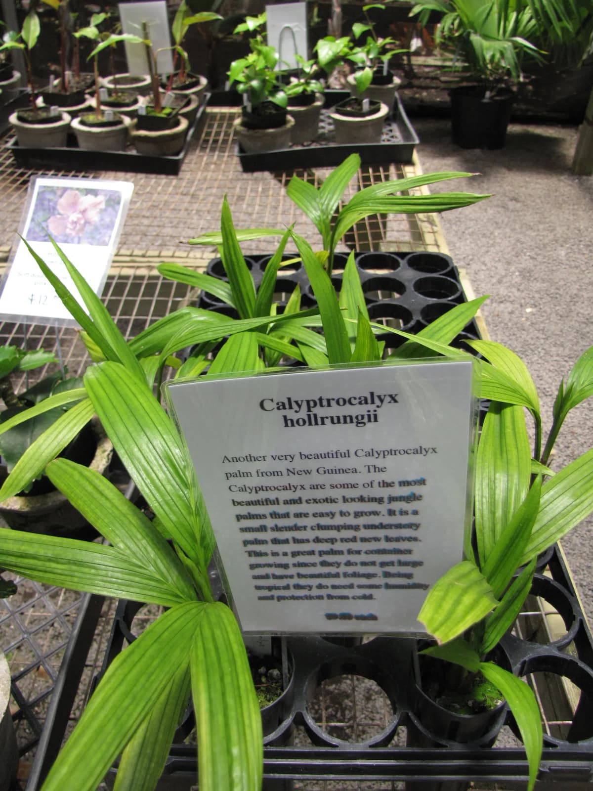 Botanical specimen of Calyptrocalyx Hollrungii.