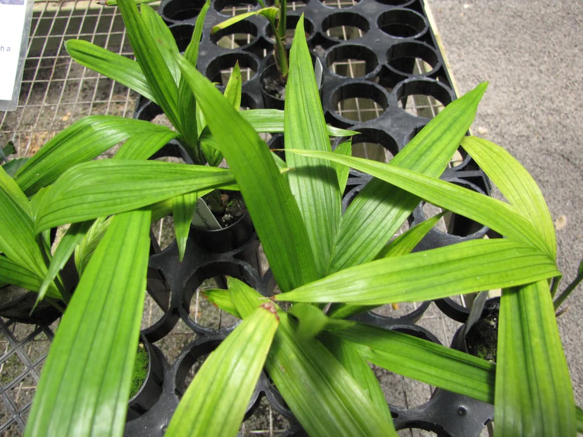 Botanical specimen of Calyptrocalyx Hollrungii.