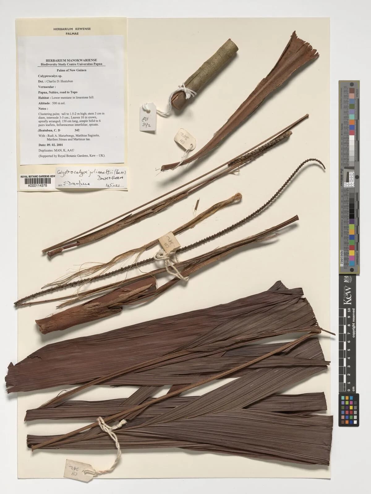 Botanical specimen of Calyptrocalyx Julianettii.