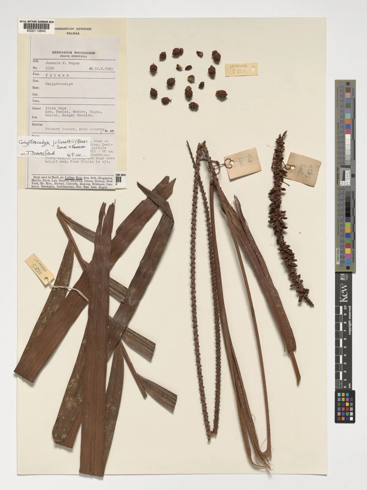 Botanical specimen of Calyptrocalyx Julianettii.